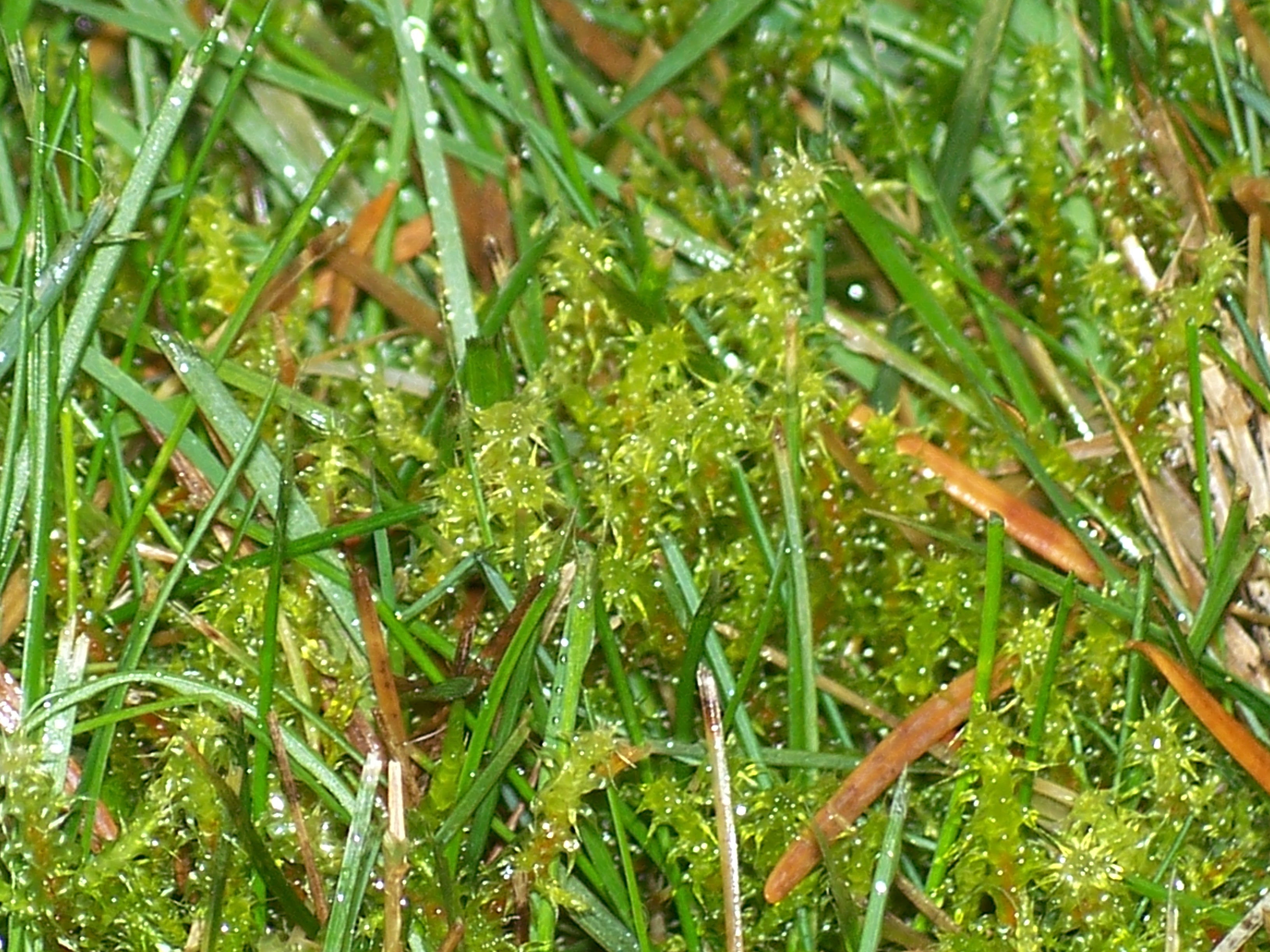 Has Moss Taken a Lichen to Your Lawn? Get It Under Control with Help ...