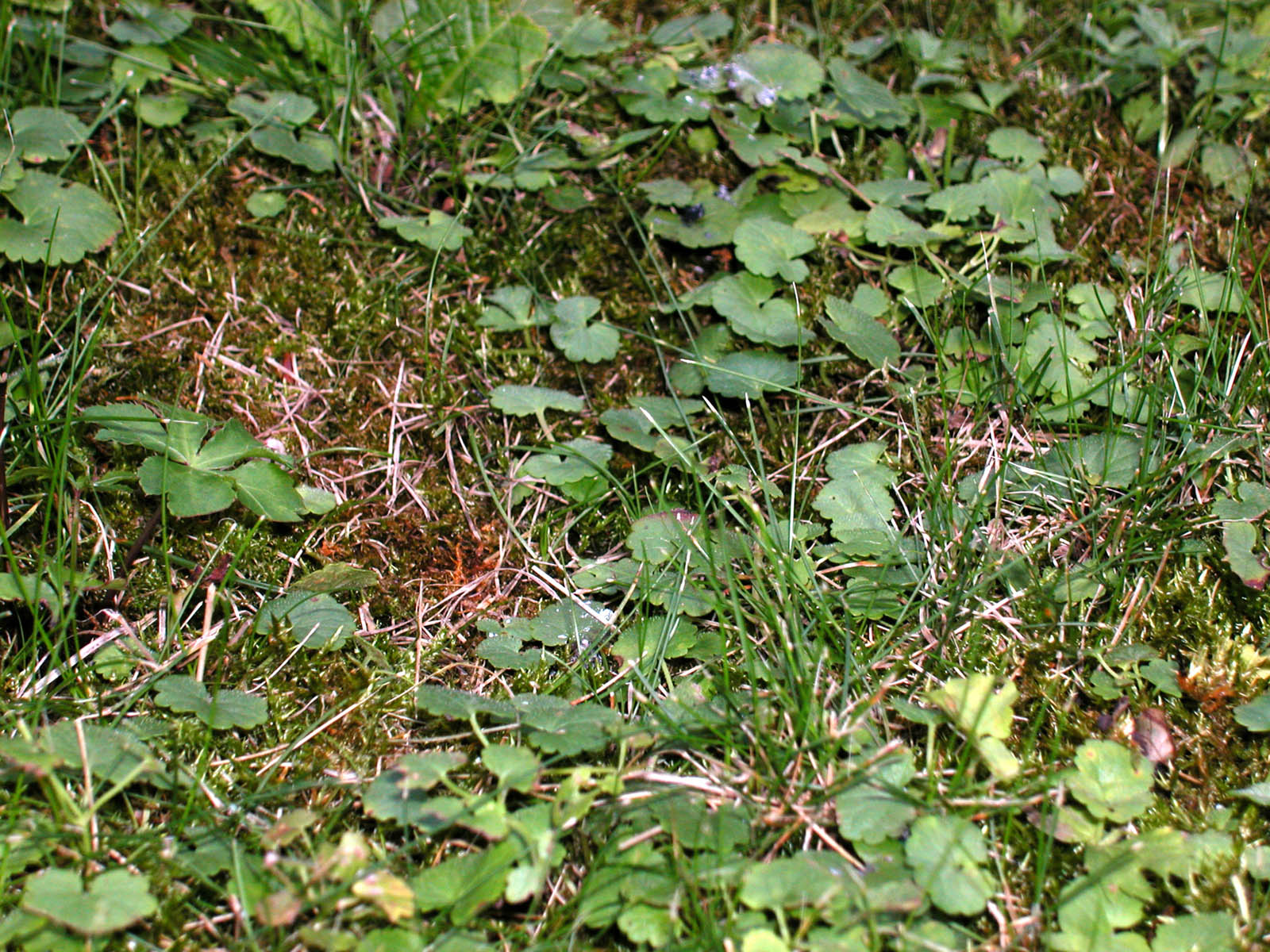 Grass and plants photo