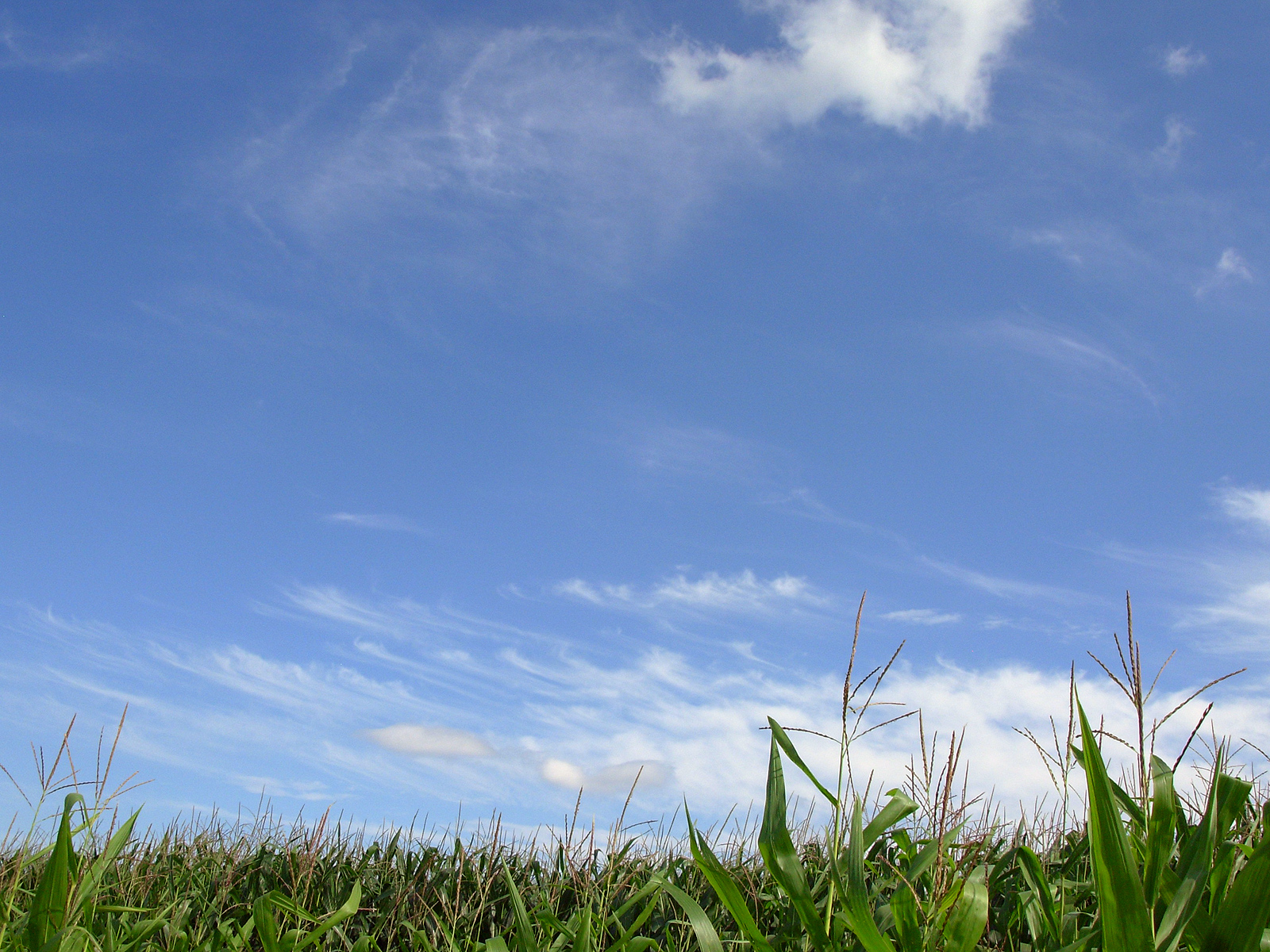 Grass and sky, Blue, Clouds, Grass, Green, HQ Photo