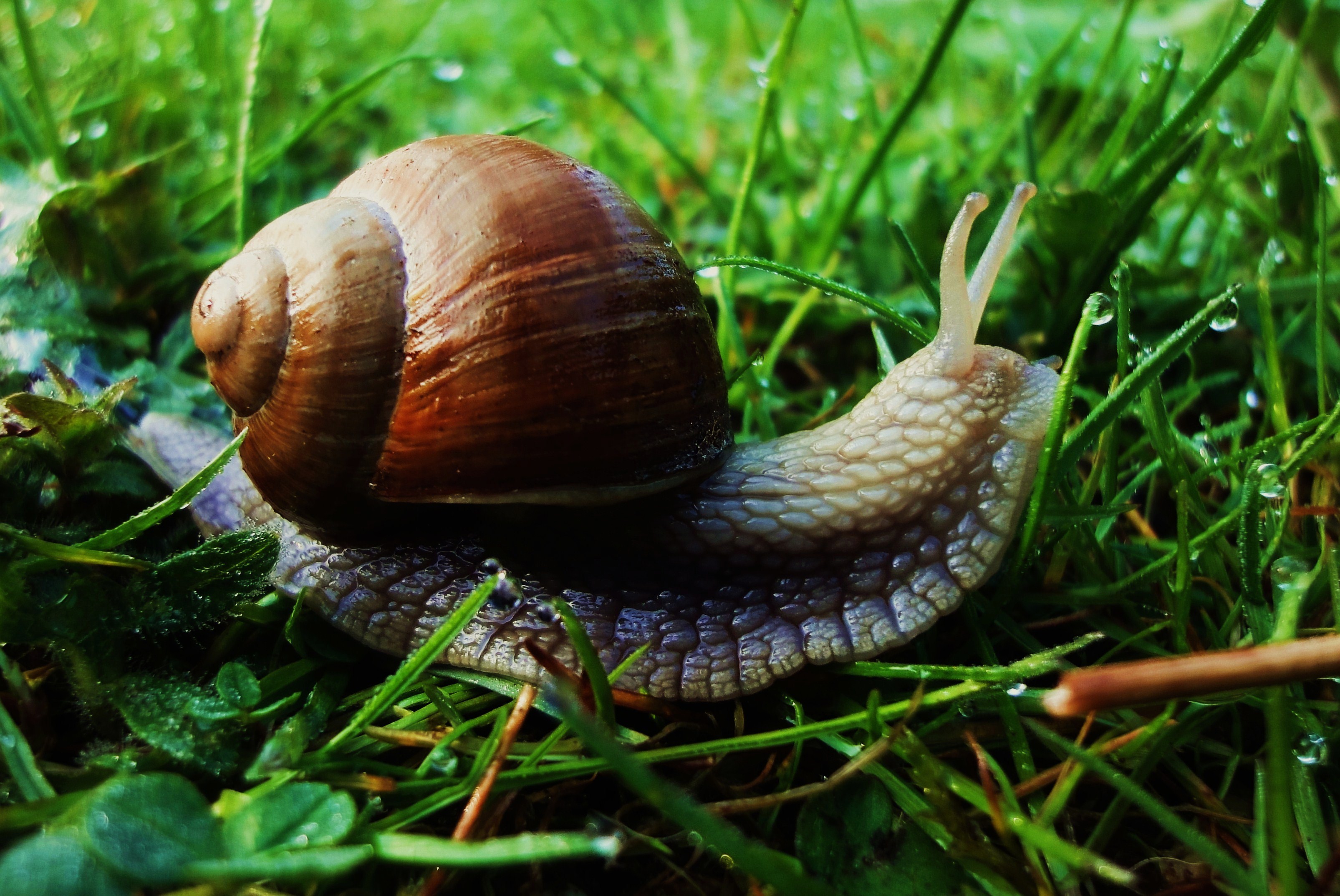 snail-grass-dew-83738 - Mind your Mamma