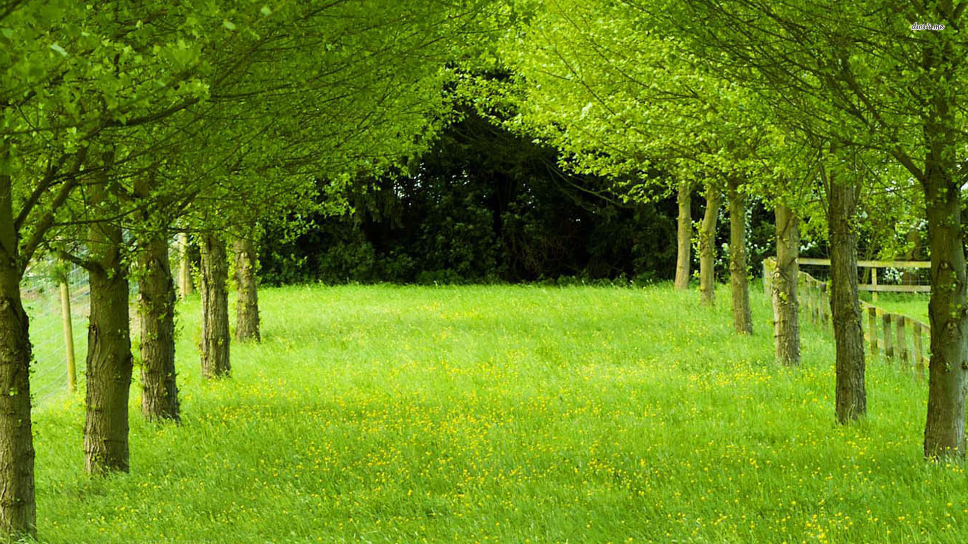 Green grass and trees wallpaper - Nature wallpapers - #20964