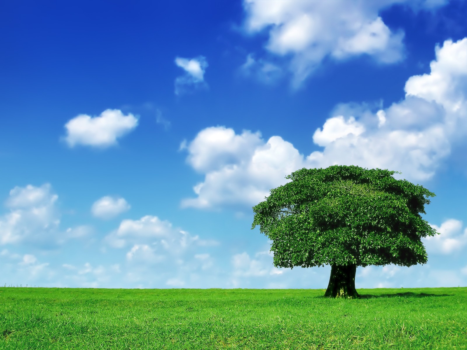 grass images Grass_Sky_Tree HD wallpaper and background photos ...