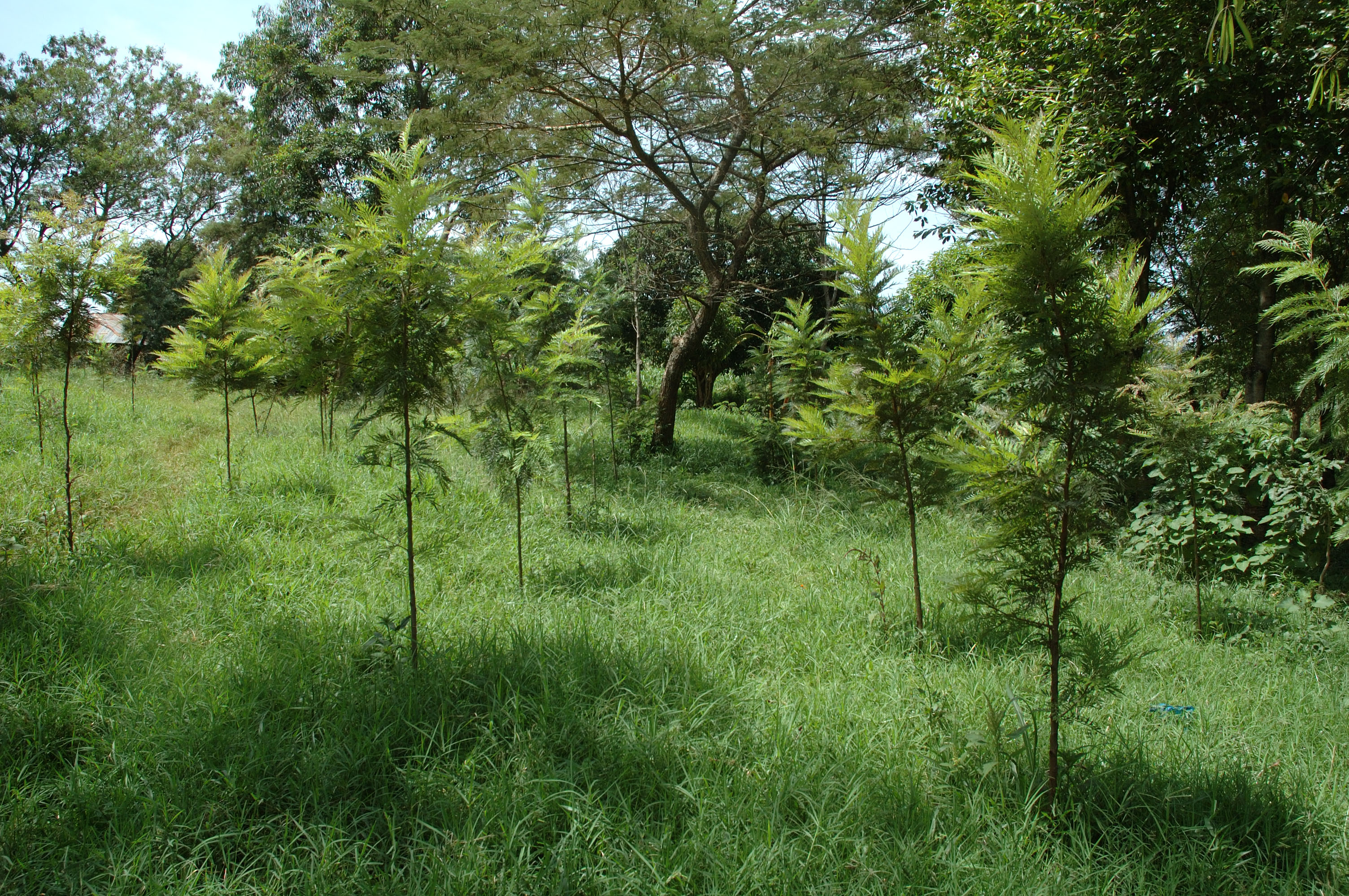 Study finds African grass could become trees by 2100 AD ...