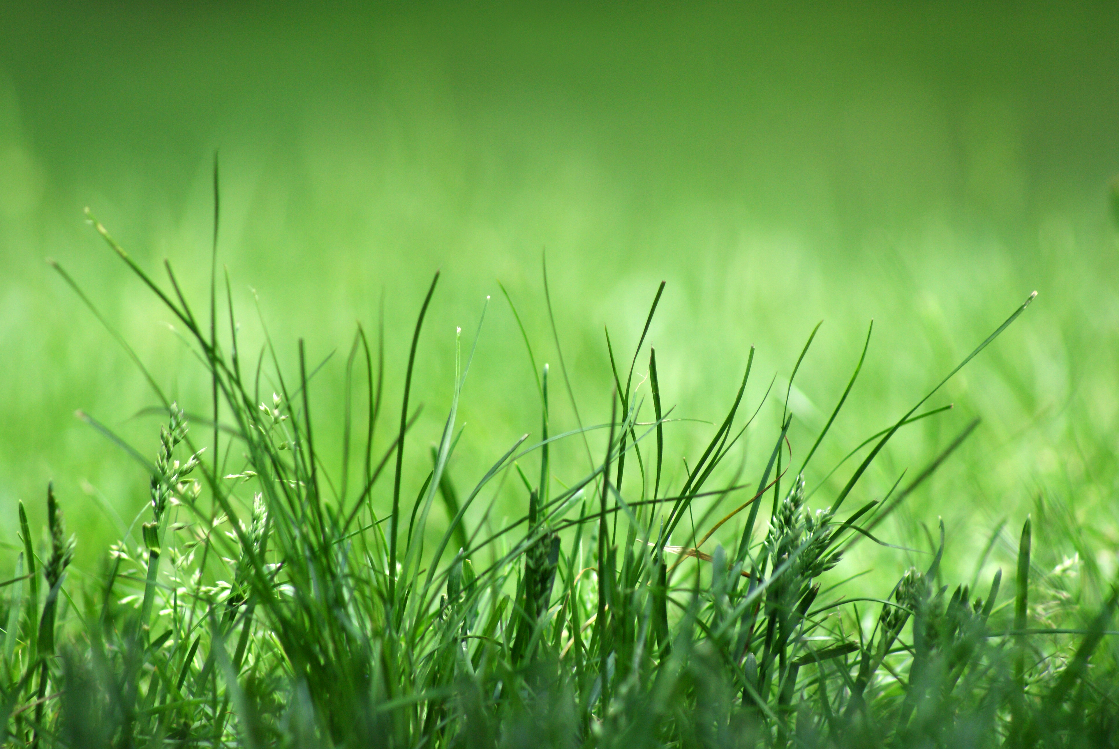 Grass background photo