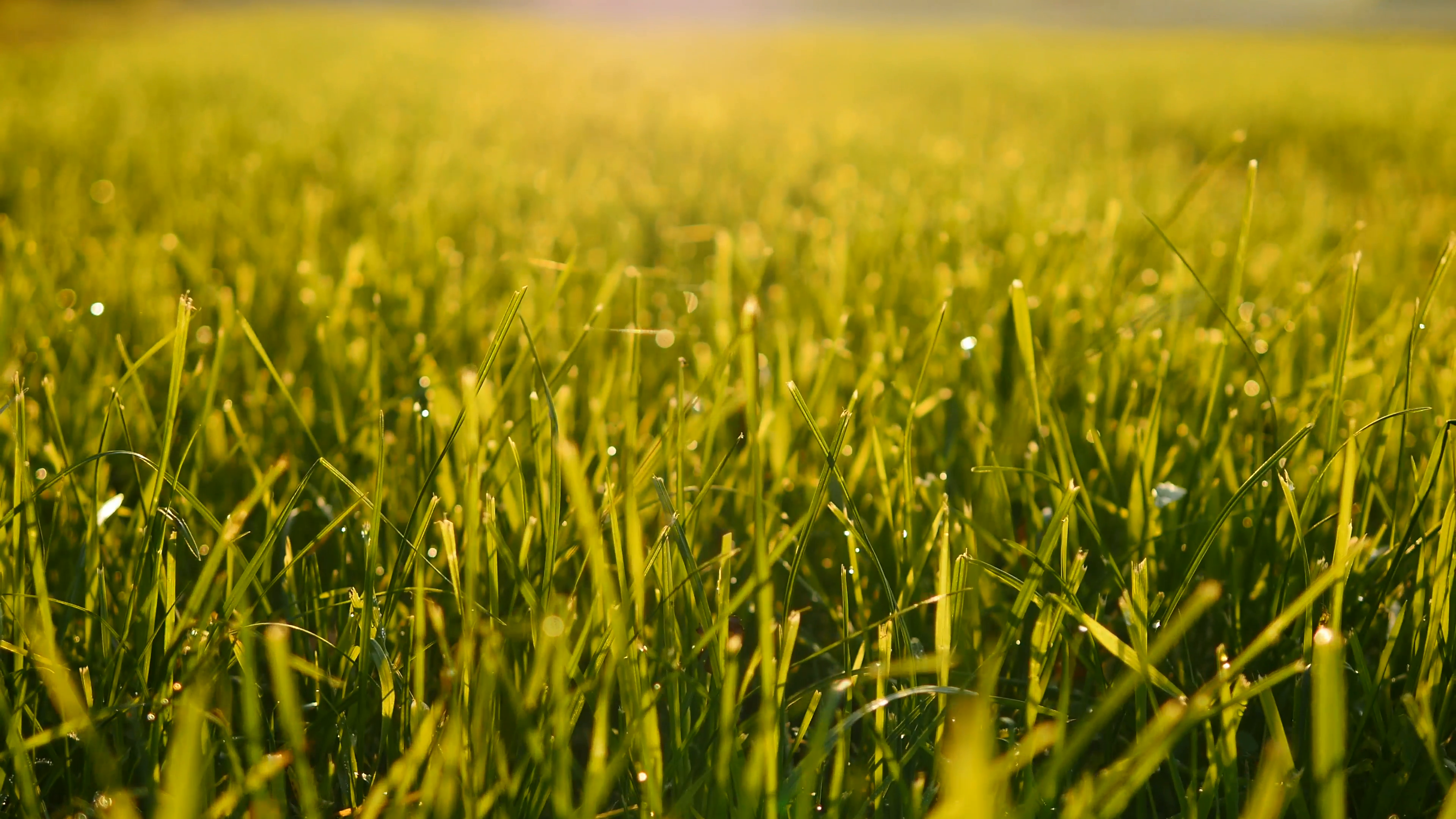field of green grass background. farming harvesting ecology scene ...