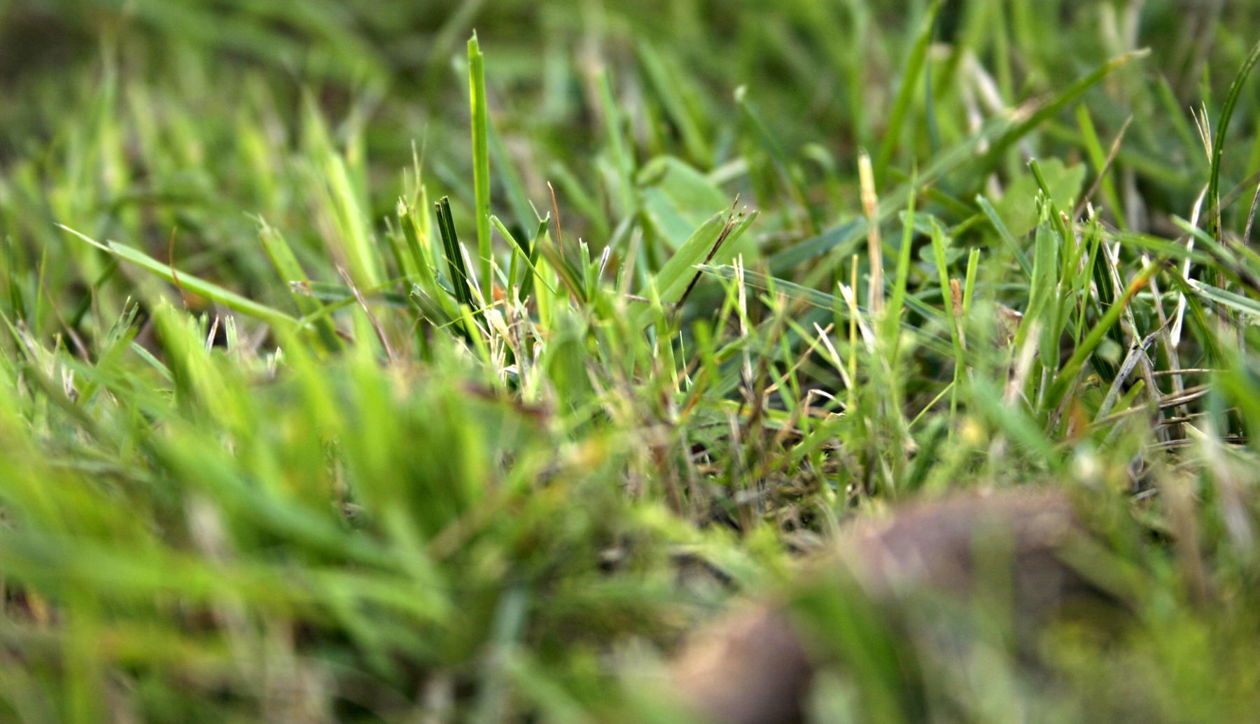 Grass closeup photo