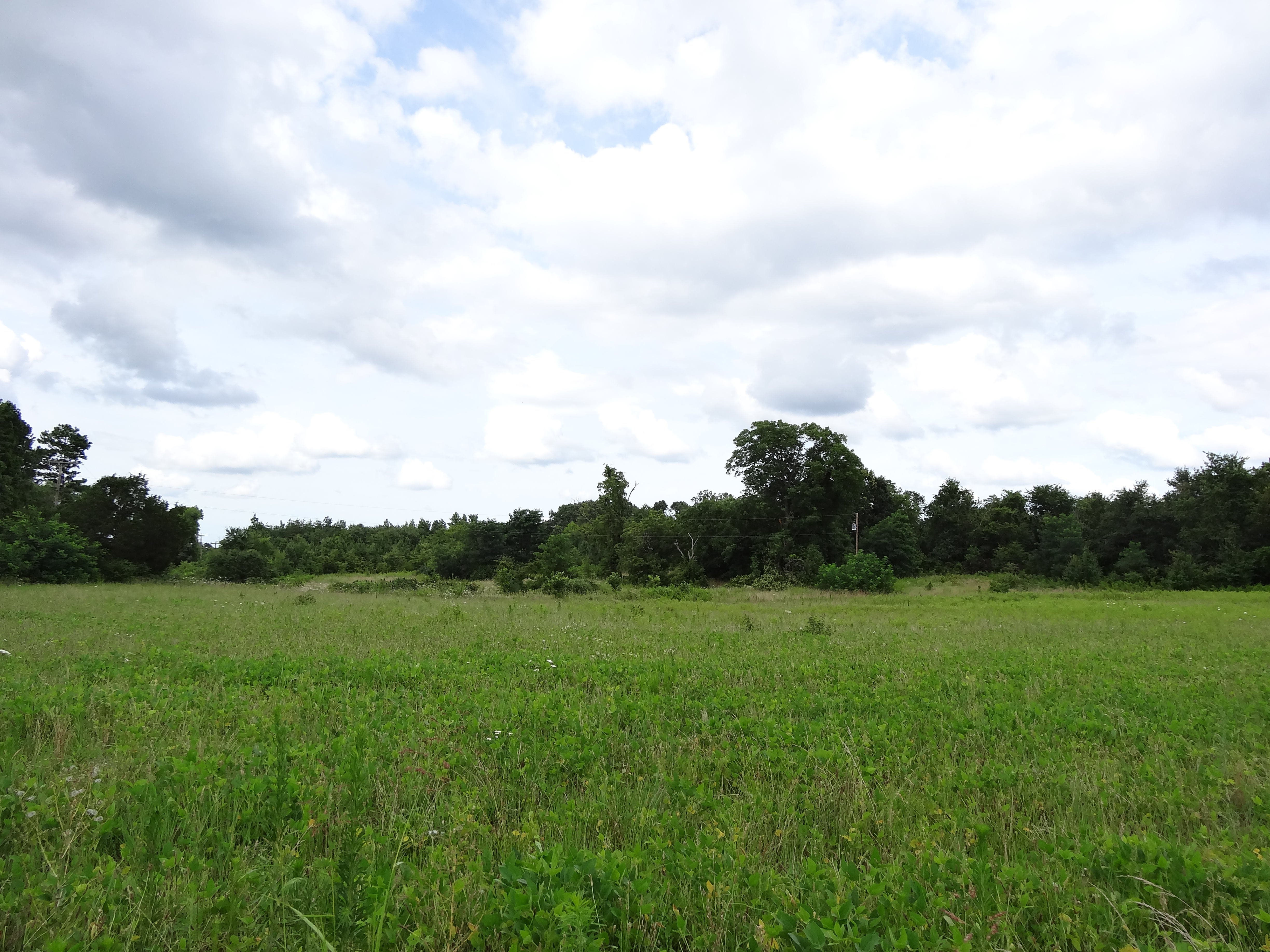 File:Grass field; Clover, VA; 2013-07-14.JPG - Wikimedia Commons