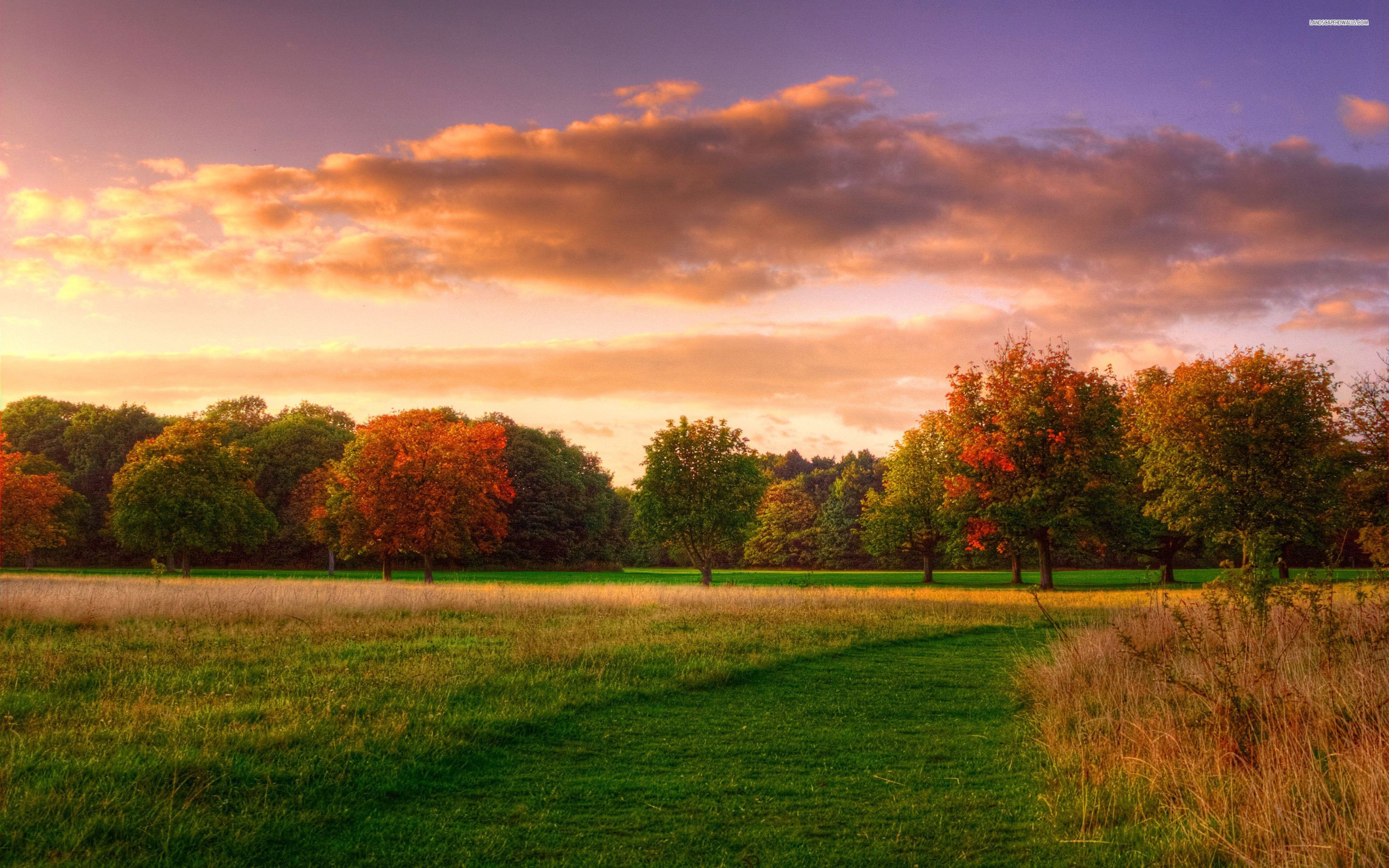 Free photo: Grass Field and Trees during Sunset - Beautiful, Light