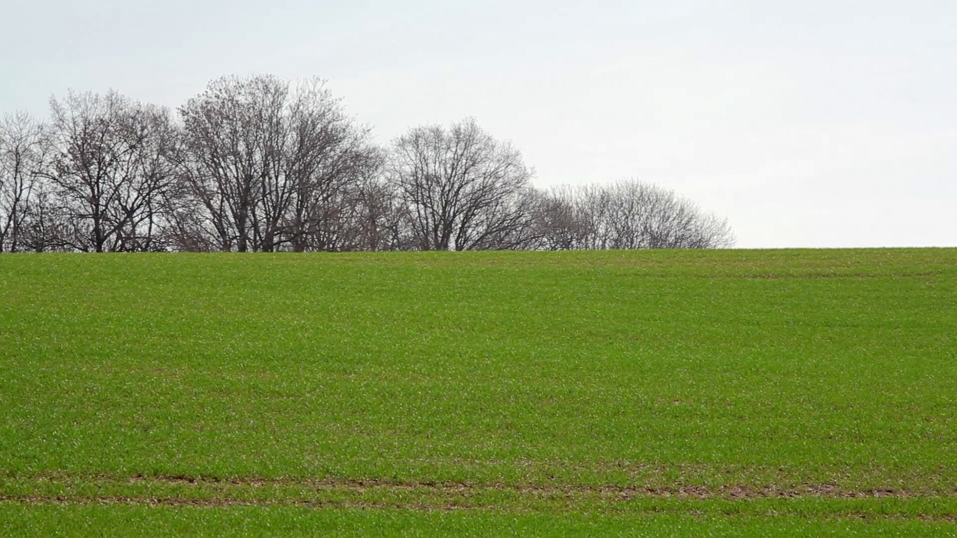 Green rolling hill grass field, trees in background, winter, Germany ...