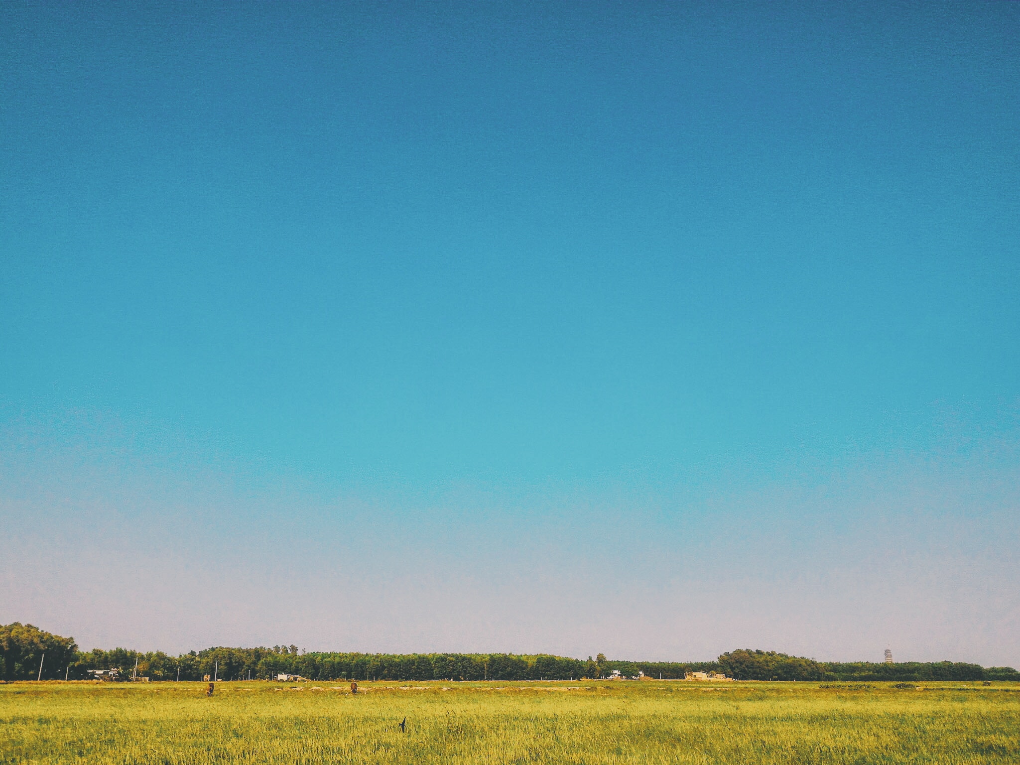 Grass field under blue sky at daytime photo