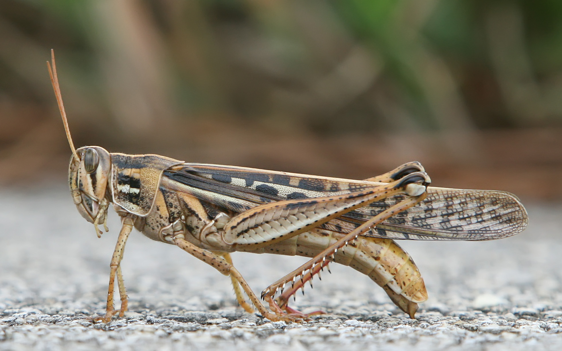 Grasshopper - Wikipedia