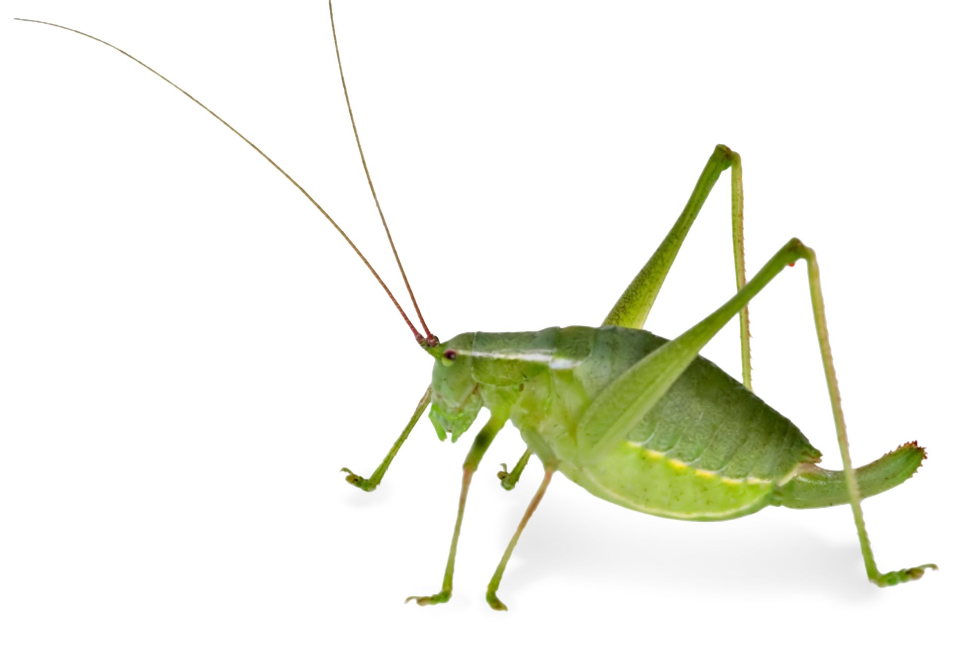 Grasshopper Facts | Cricket Facts For Kids | DK Find Out
