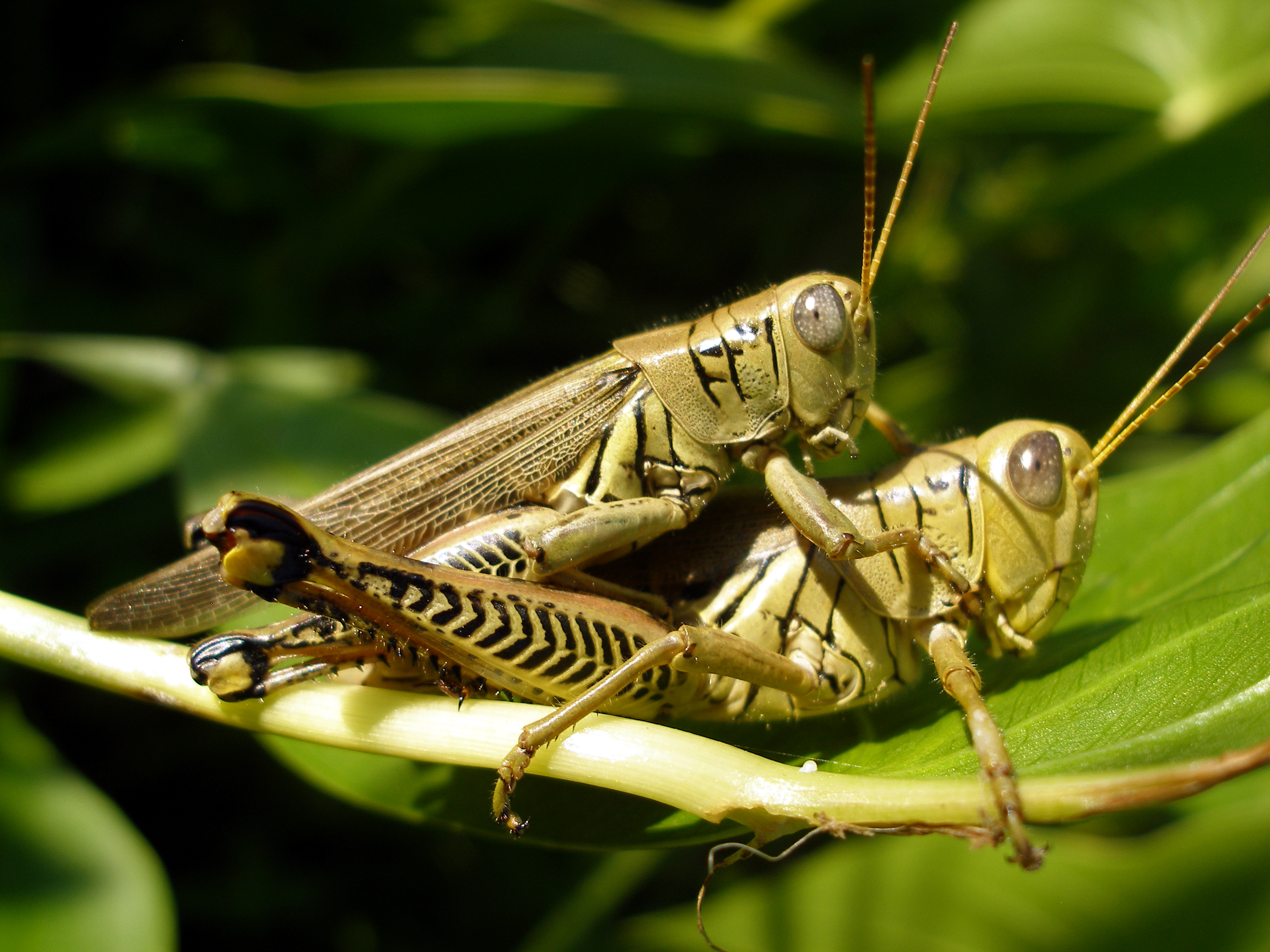 File:Grasshopper at MGSP.jpg - Wikimedia Commons