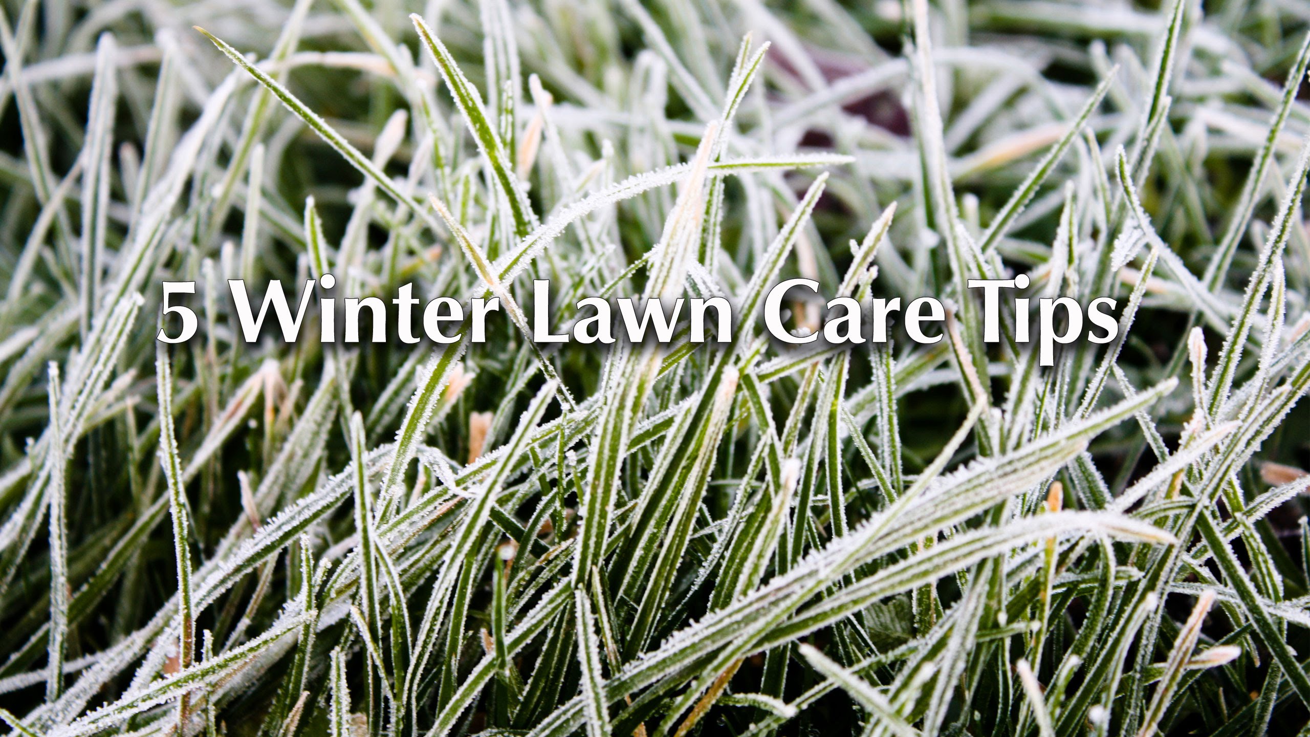 5 Winter Lawn Care Tips - YouTube