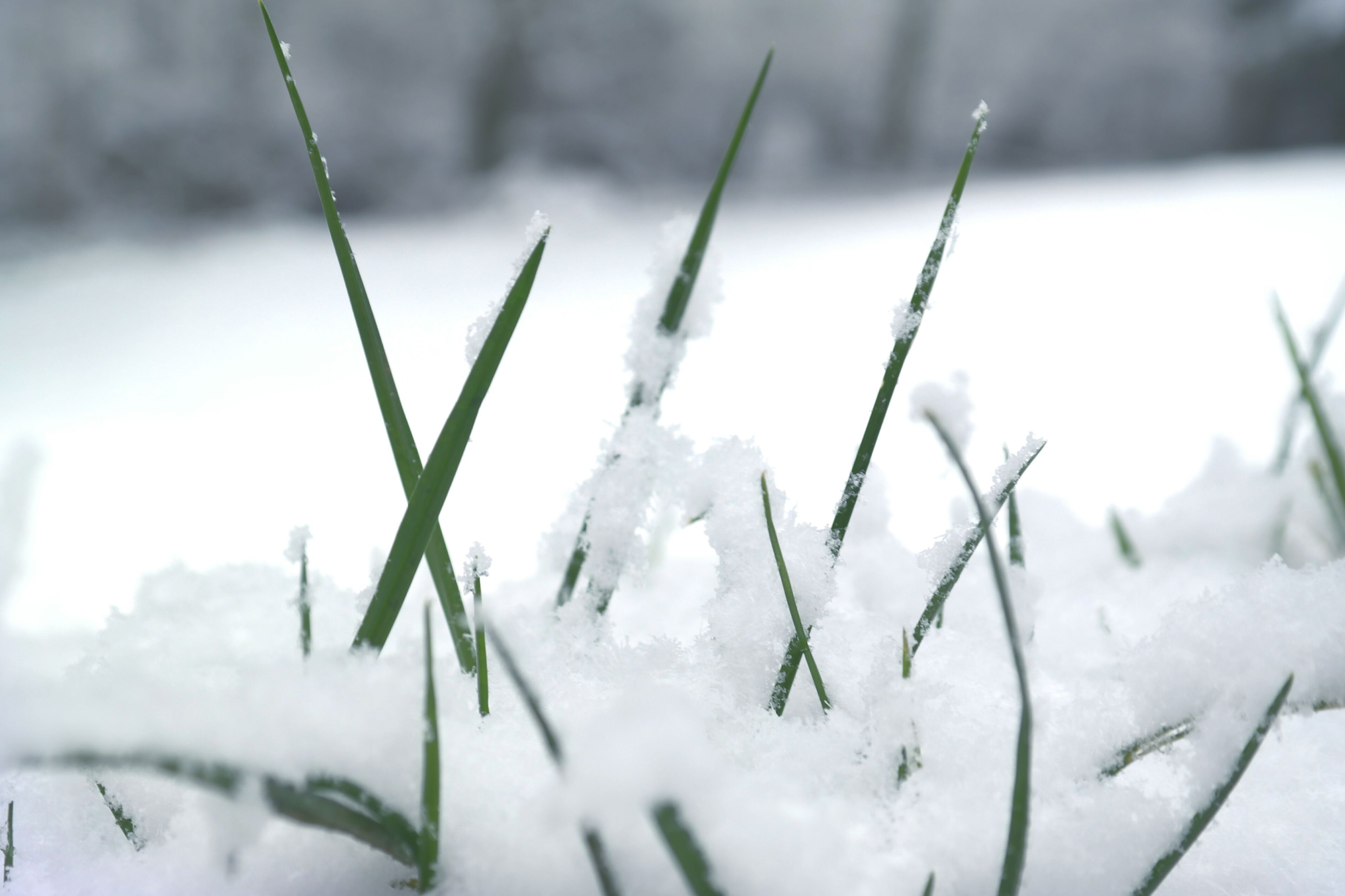 The Causes of Winter Kill on Turf Grass Lawns