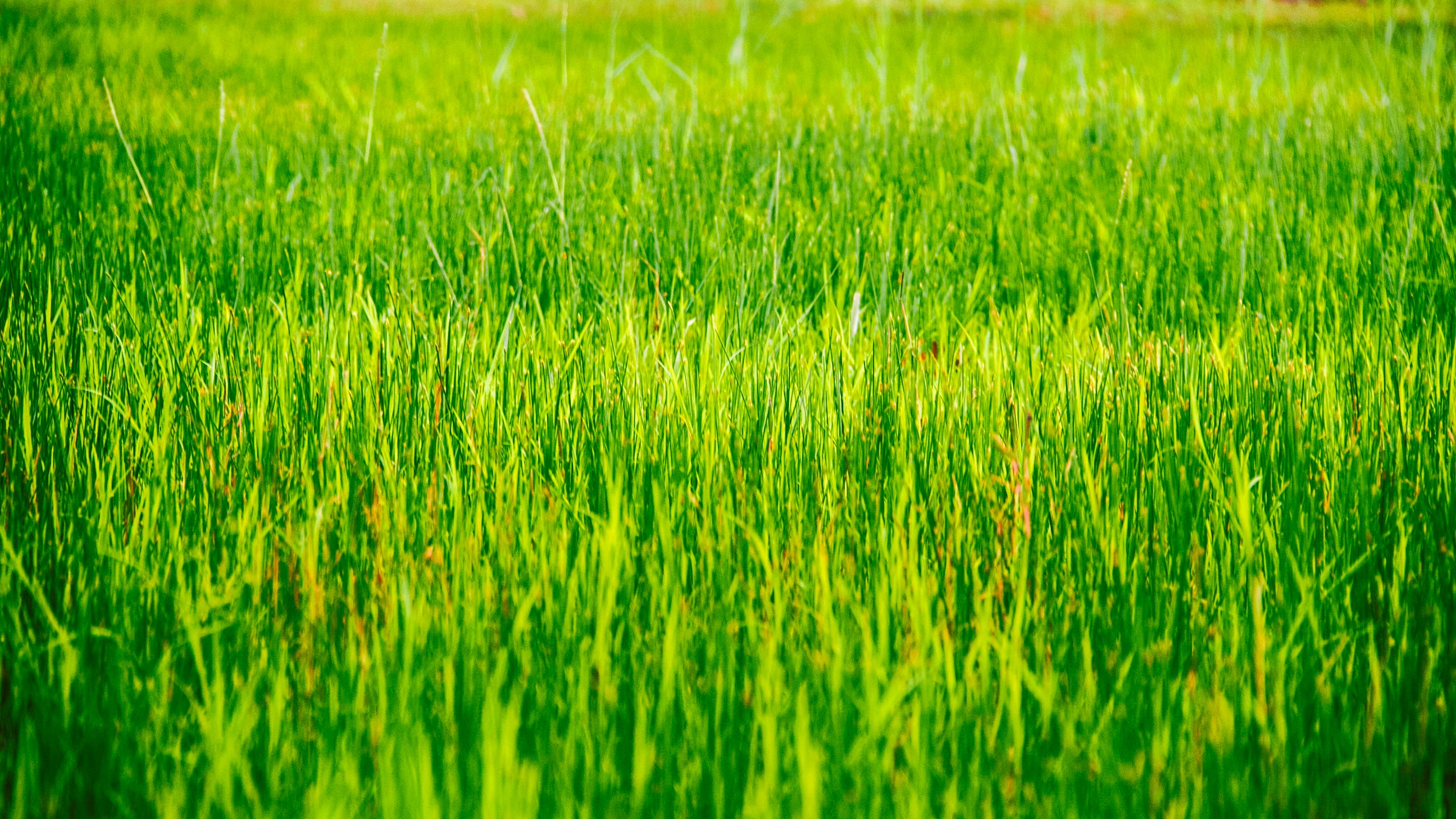 Grass plain photo