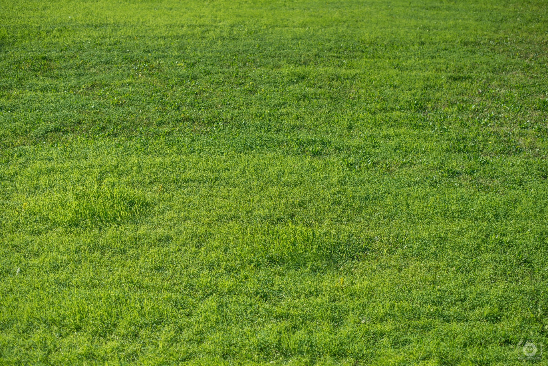 Green grass texture photo
