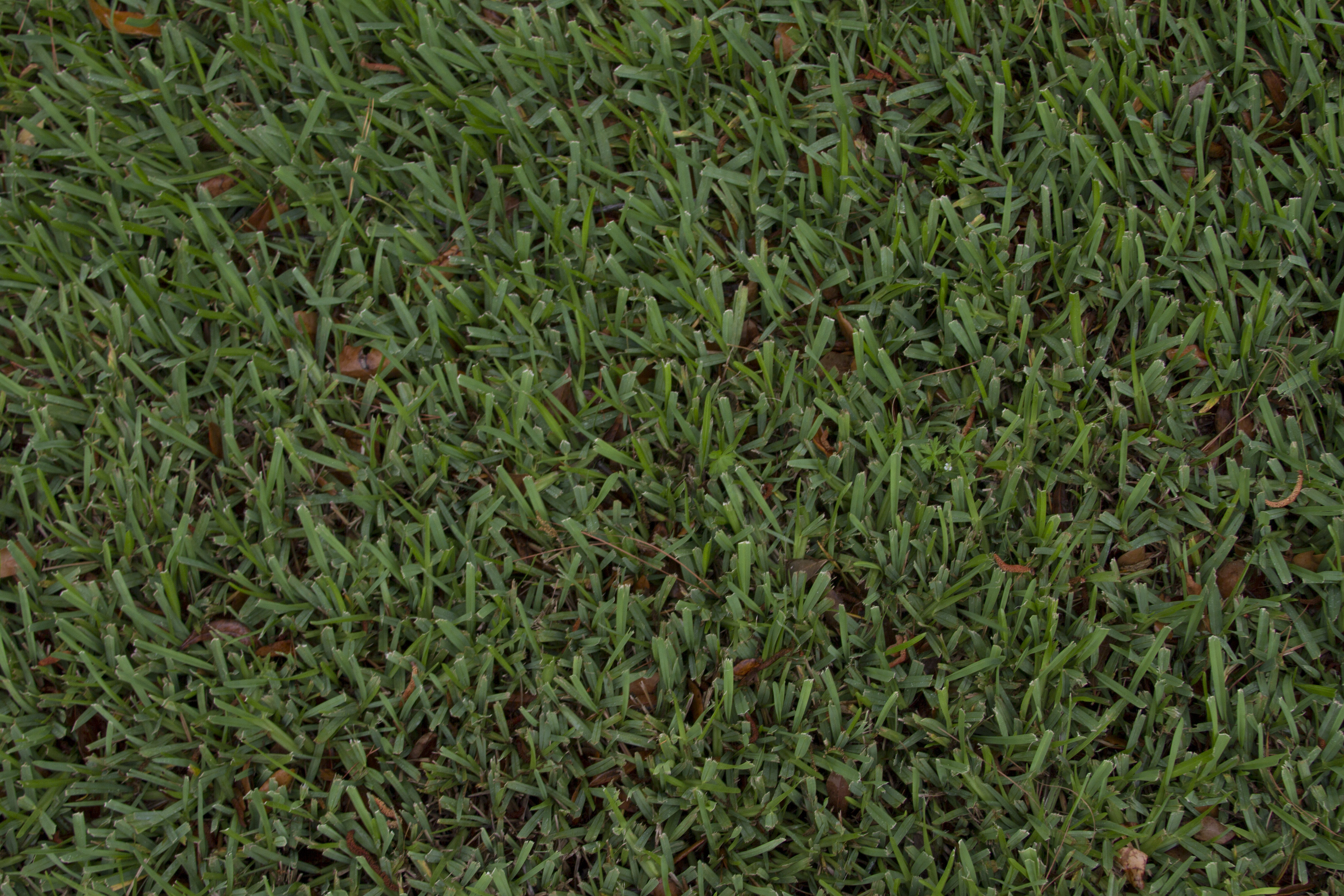 Clean Dark Green Grass