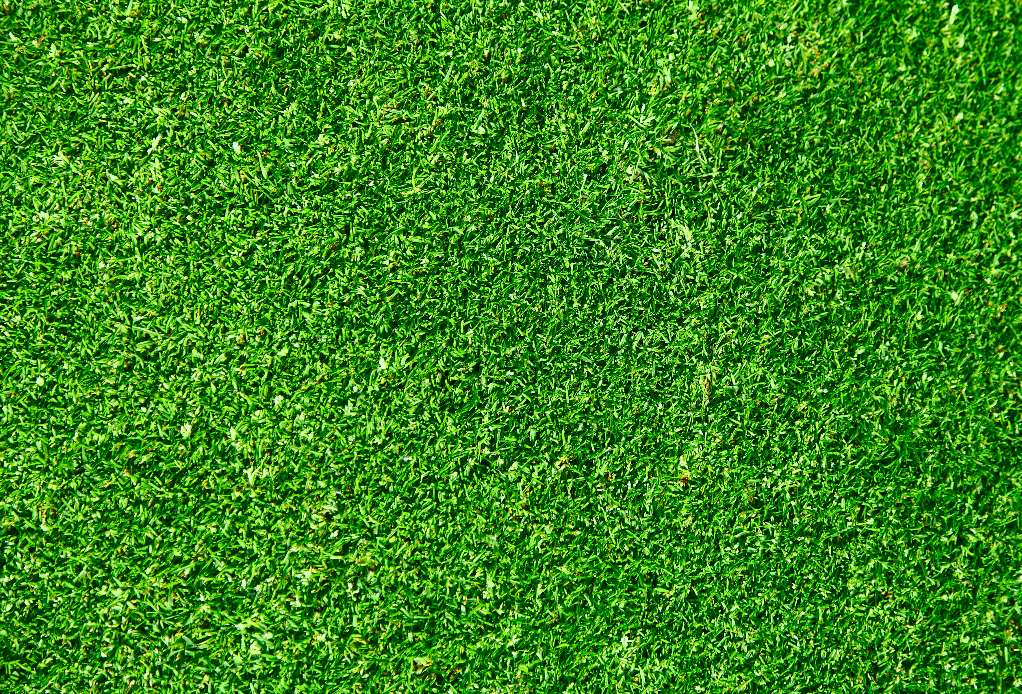 Green grass photo
