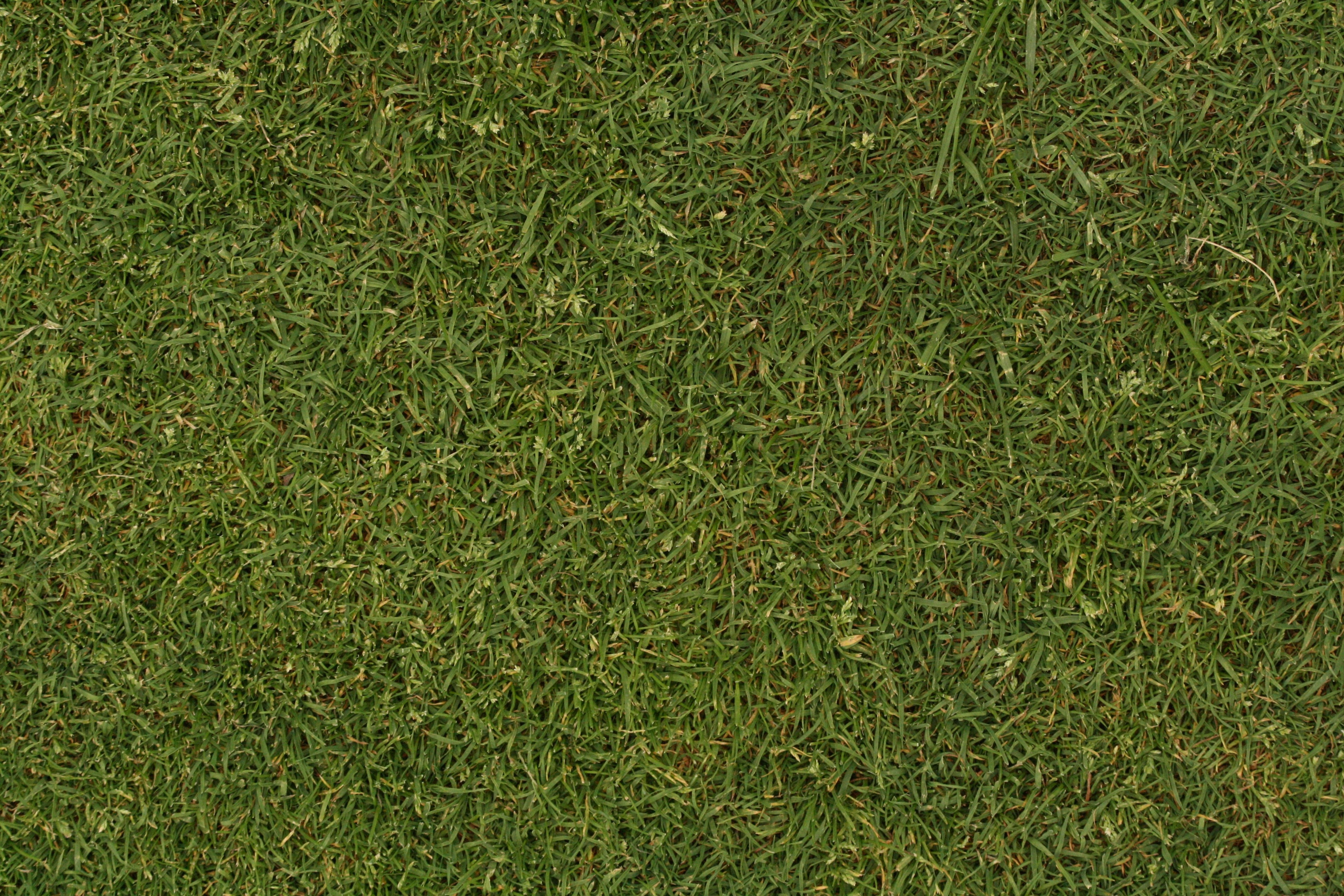 Free photo: Grass texture - Grass, Green, Lawn - Free Download - Jooinn