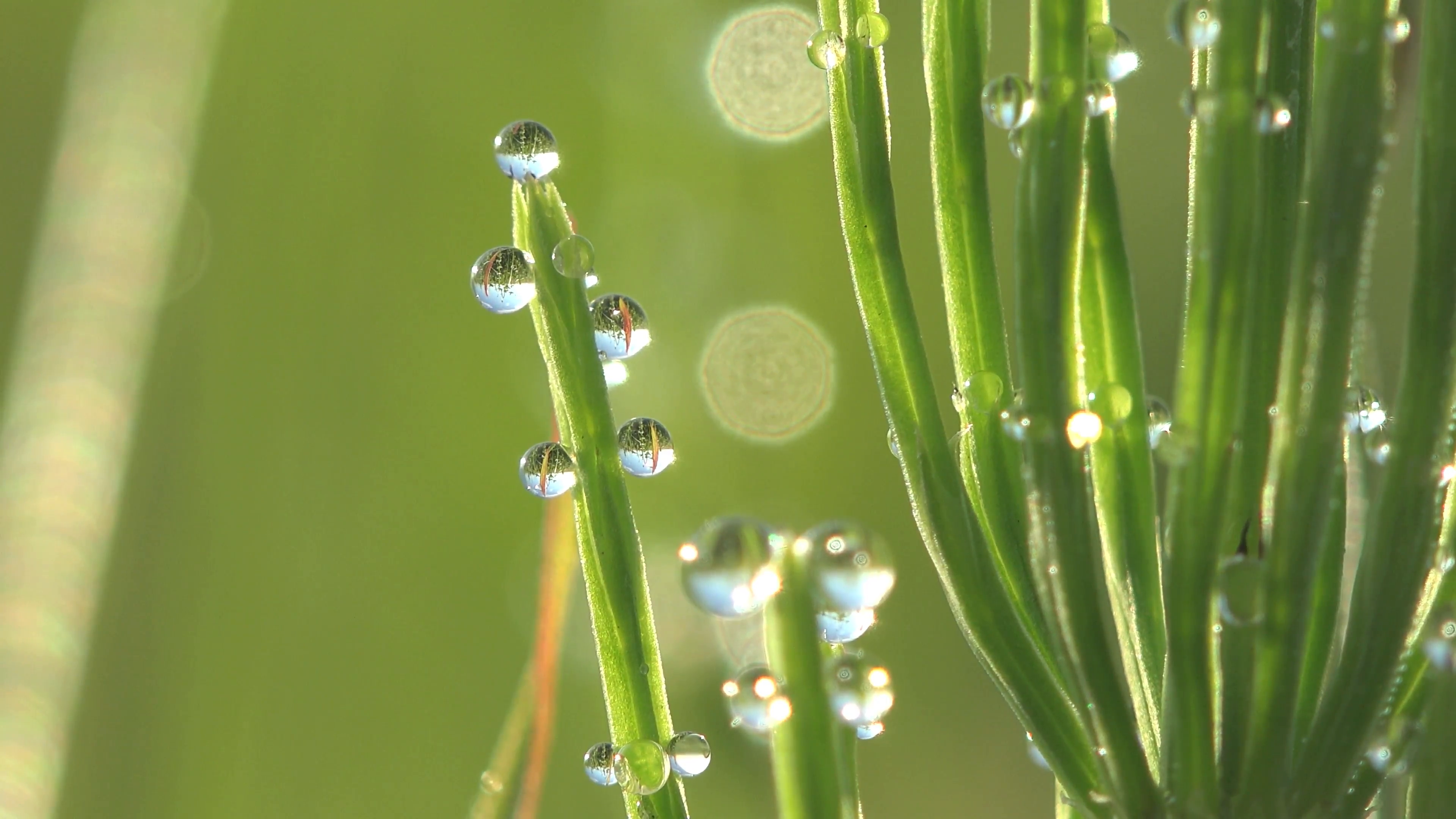 blade of grass with dew drops macro Stock Video Footage - Videoblocks