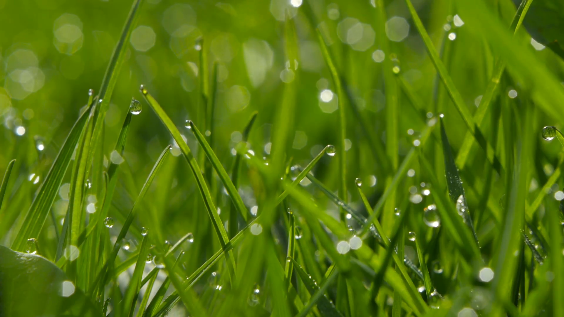 Green Grass with Dew Drops morning macro Stock Video Footage ...