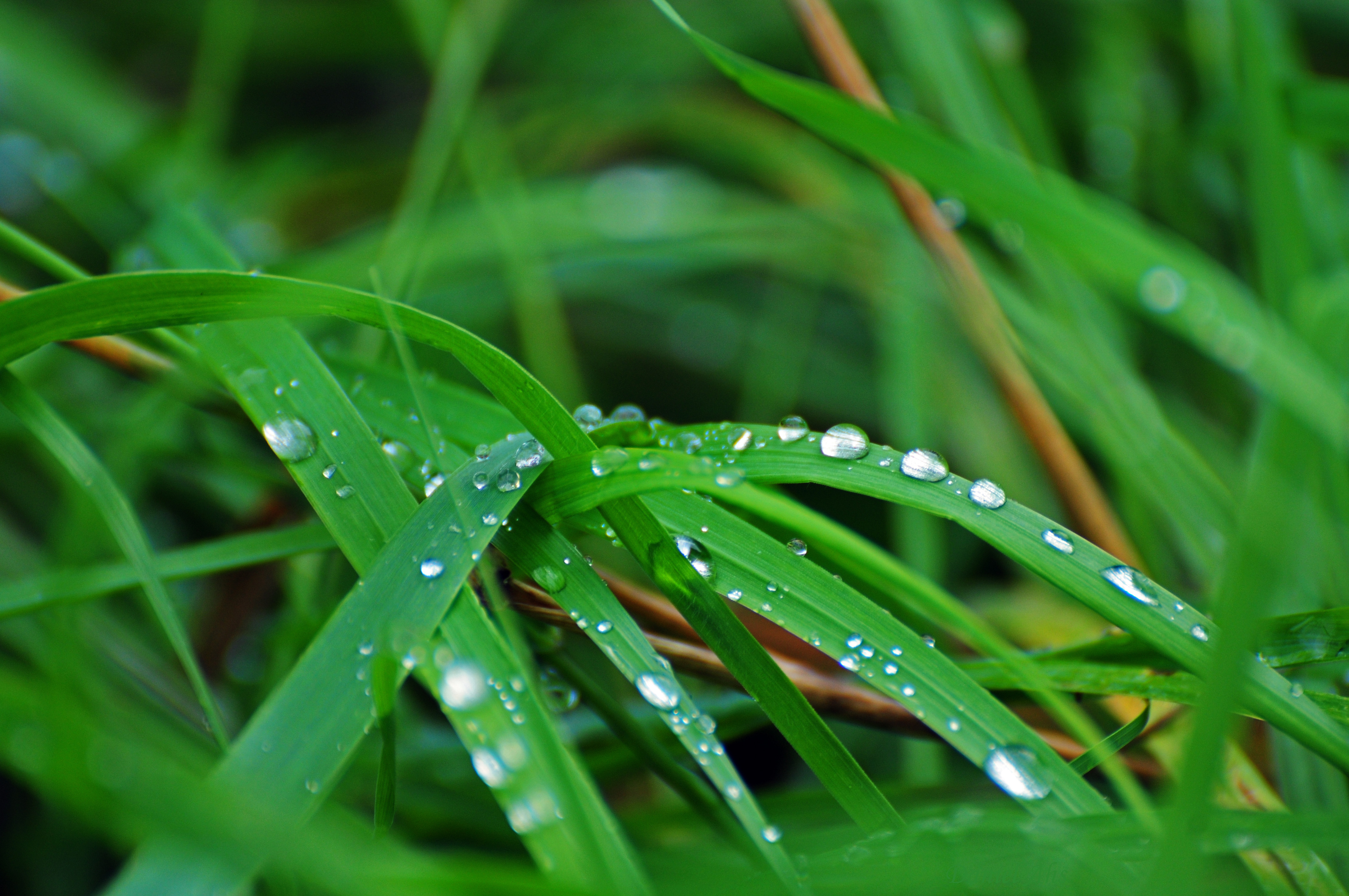File:Green Grass With Dew.jpg - Wikimedia Commons