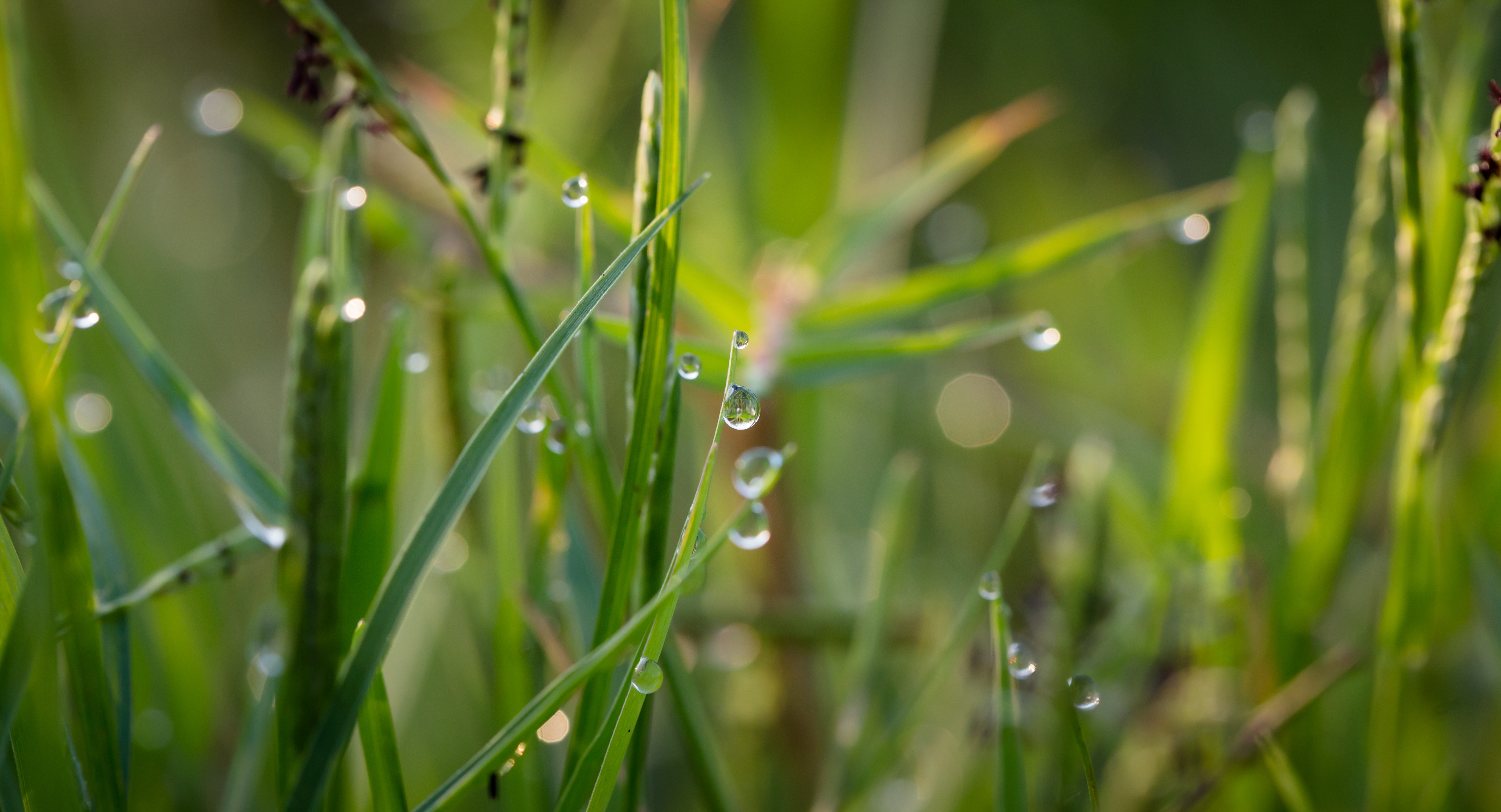 Grass With Dew Drops during Daytime · Free Stock Photo