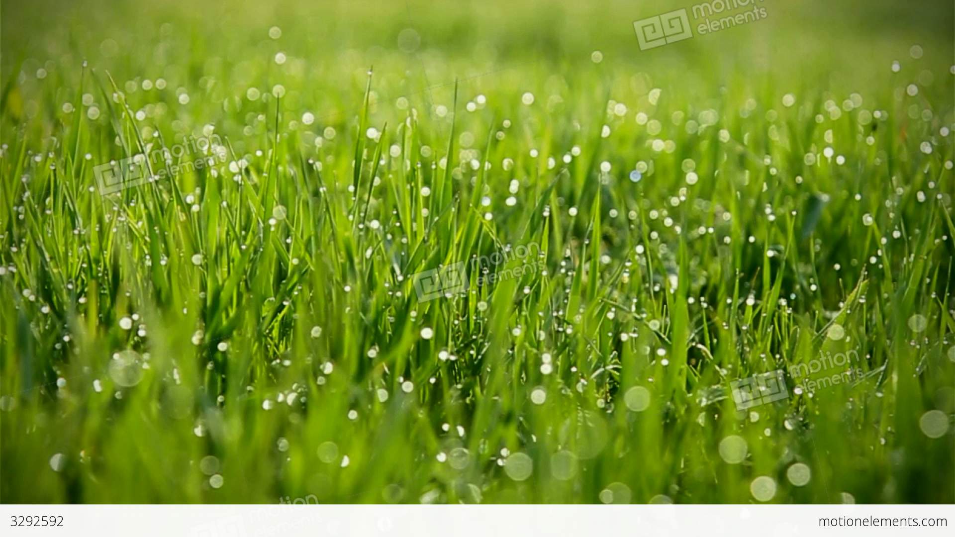 Grass With Dew Bokeh Background Stock video footage | 3292592