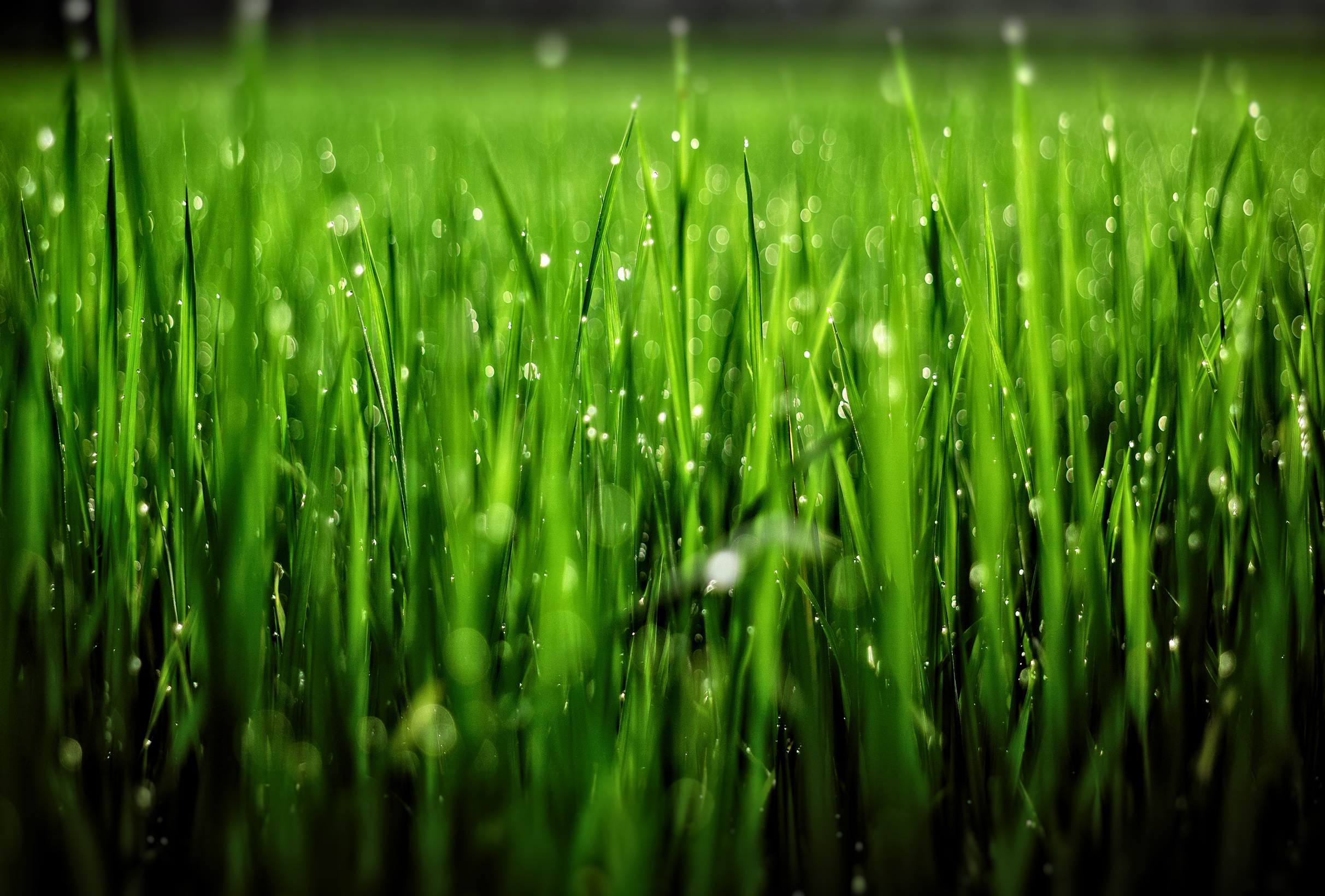Grass with droplets - shallow focus photo