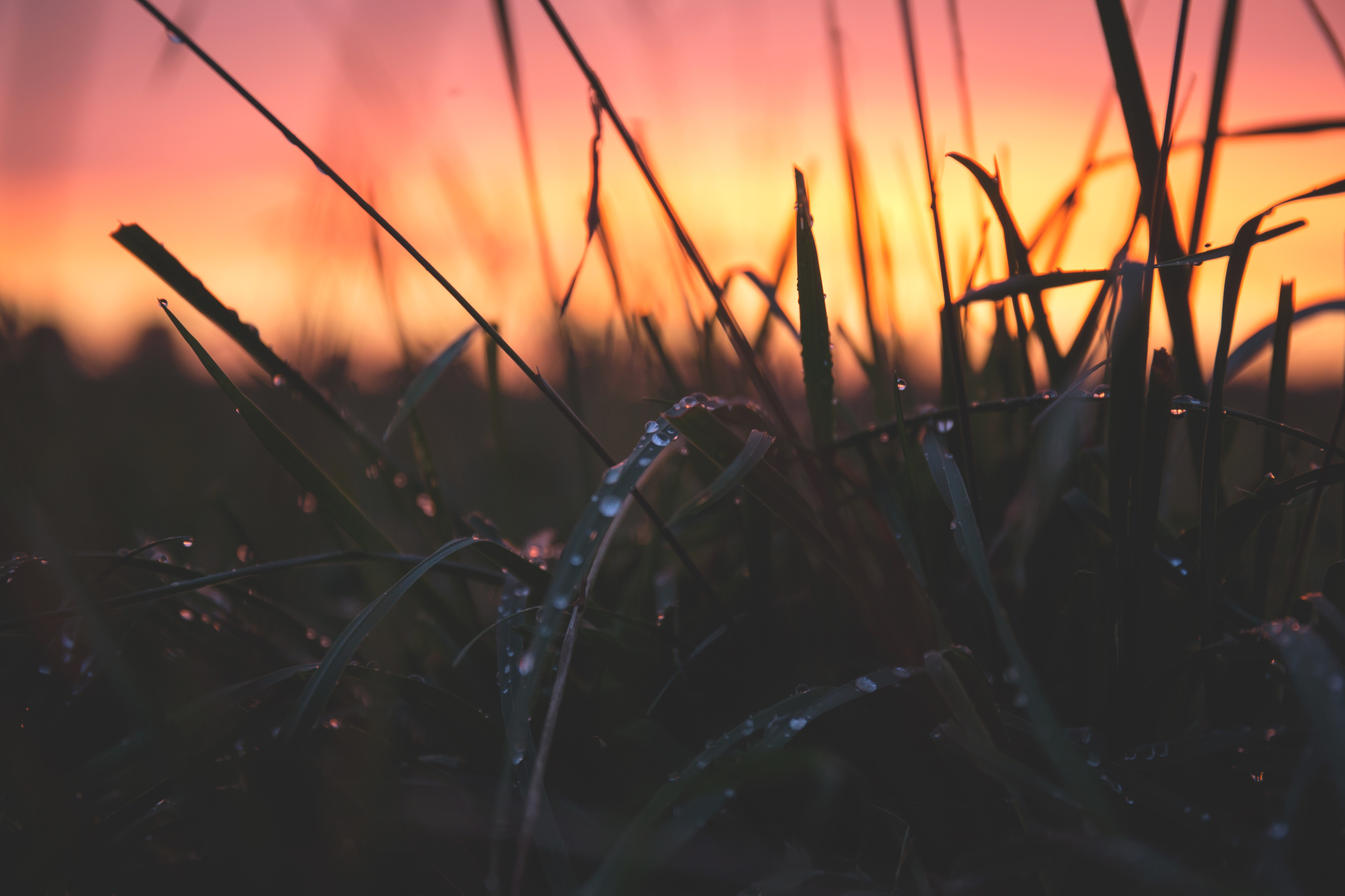 Grass with water drops during sunset photo
