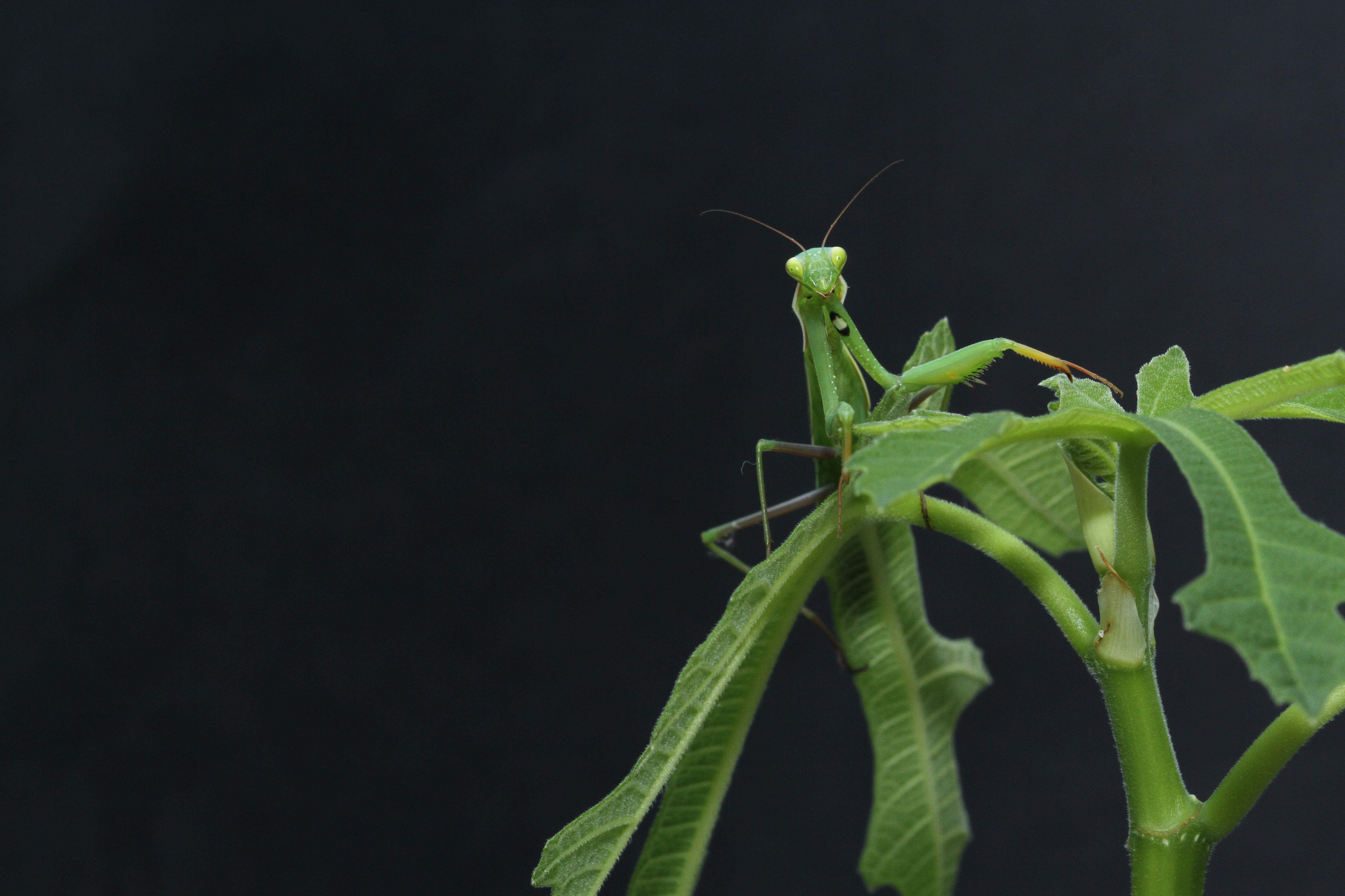 Grasshopper, Fly, Green, Insect, Nature, HQ Photo