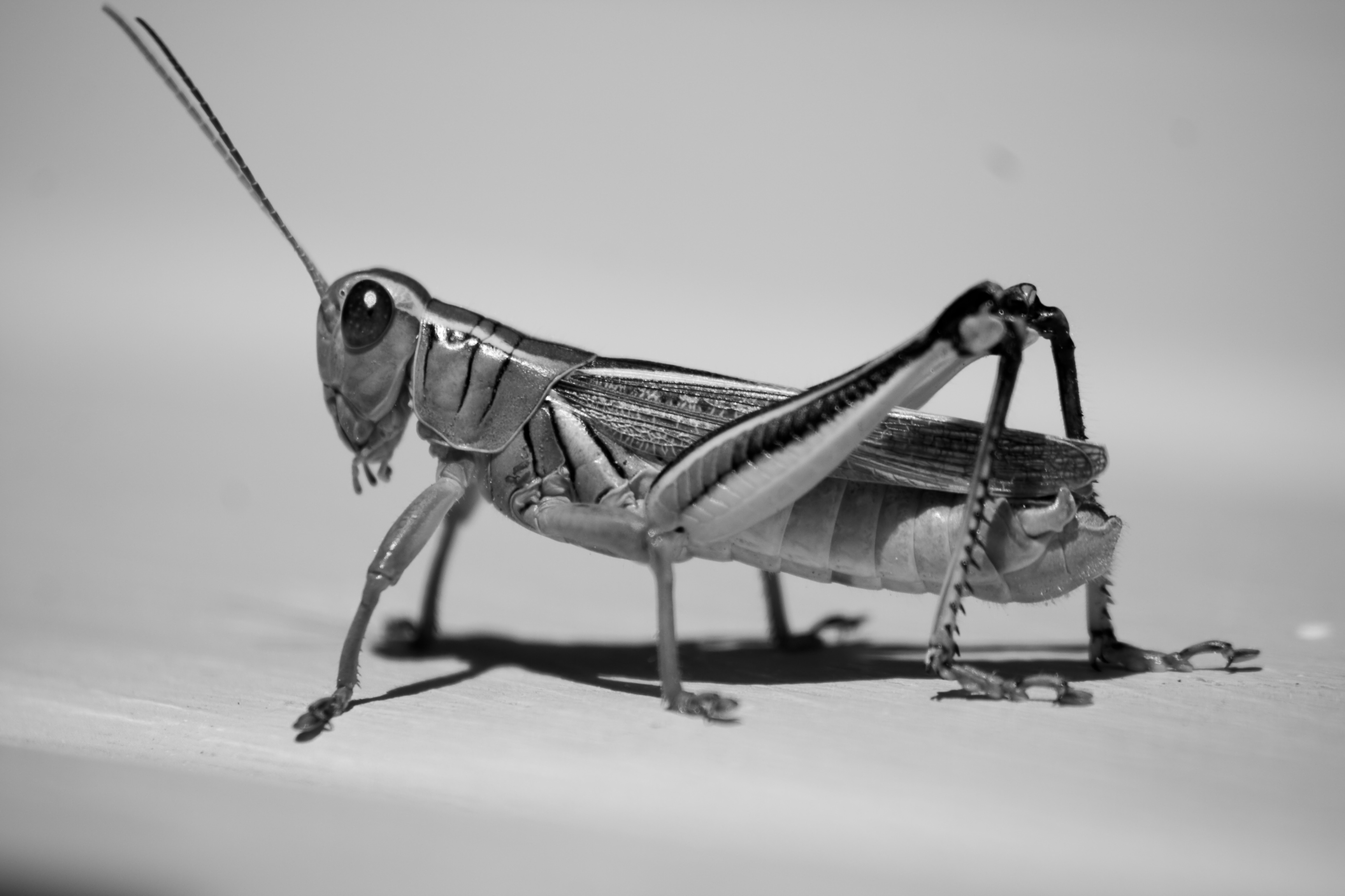 Grasshopper, Action, Air, Antenna, Blackandwhite, HQ Photo