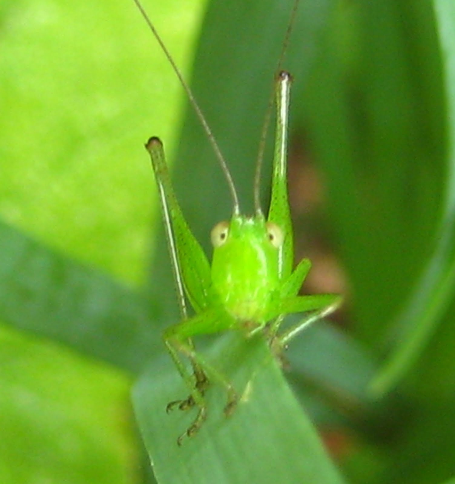 Bugs R Cool: Baby Grasshopper
