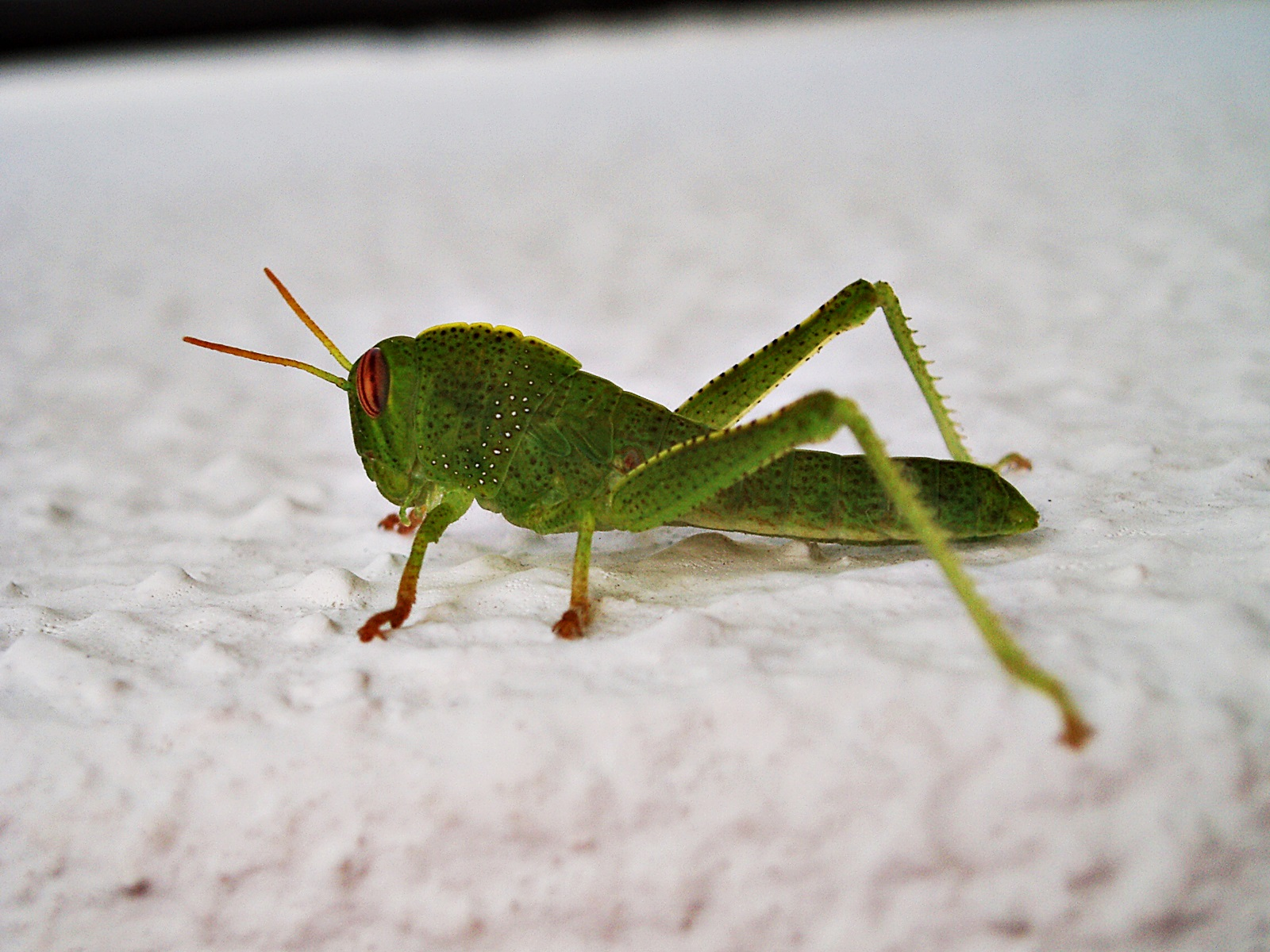 Little Baby Grasshopper (Macro) — Steemit