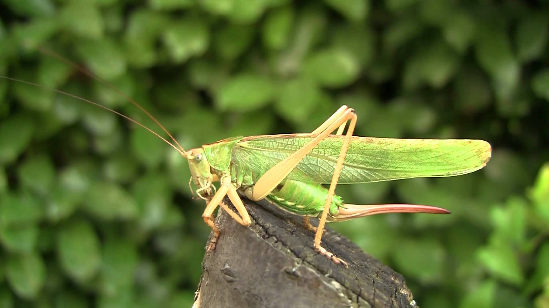 la cavalletta the grasshopper locusta caelifera ortottero ...