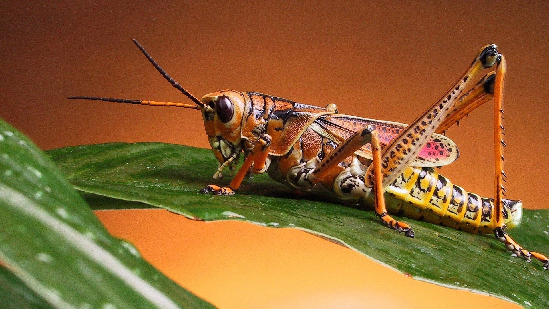 Insects: Grasshopper Insects Animals Insect Wings Pictures for HD 16 ...
