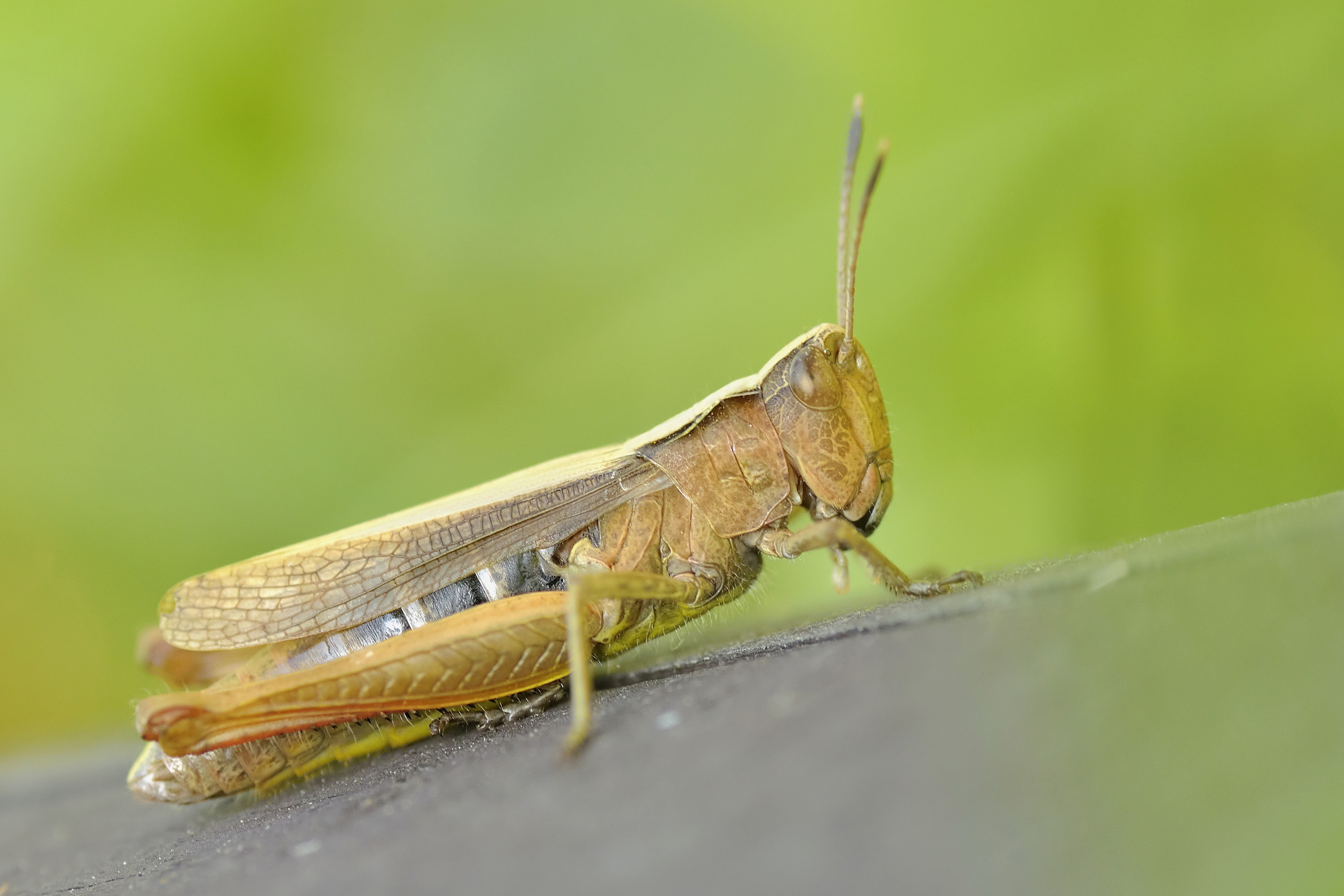 Green and Brown Grasshopper · Free Stock Photo