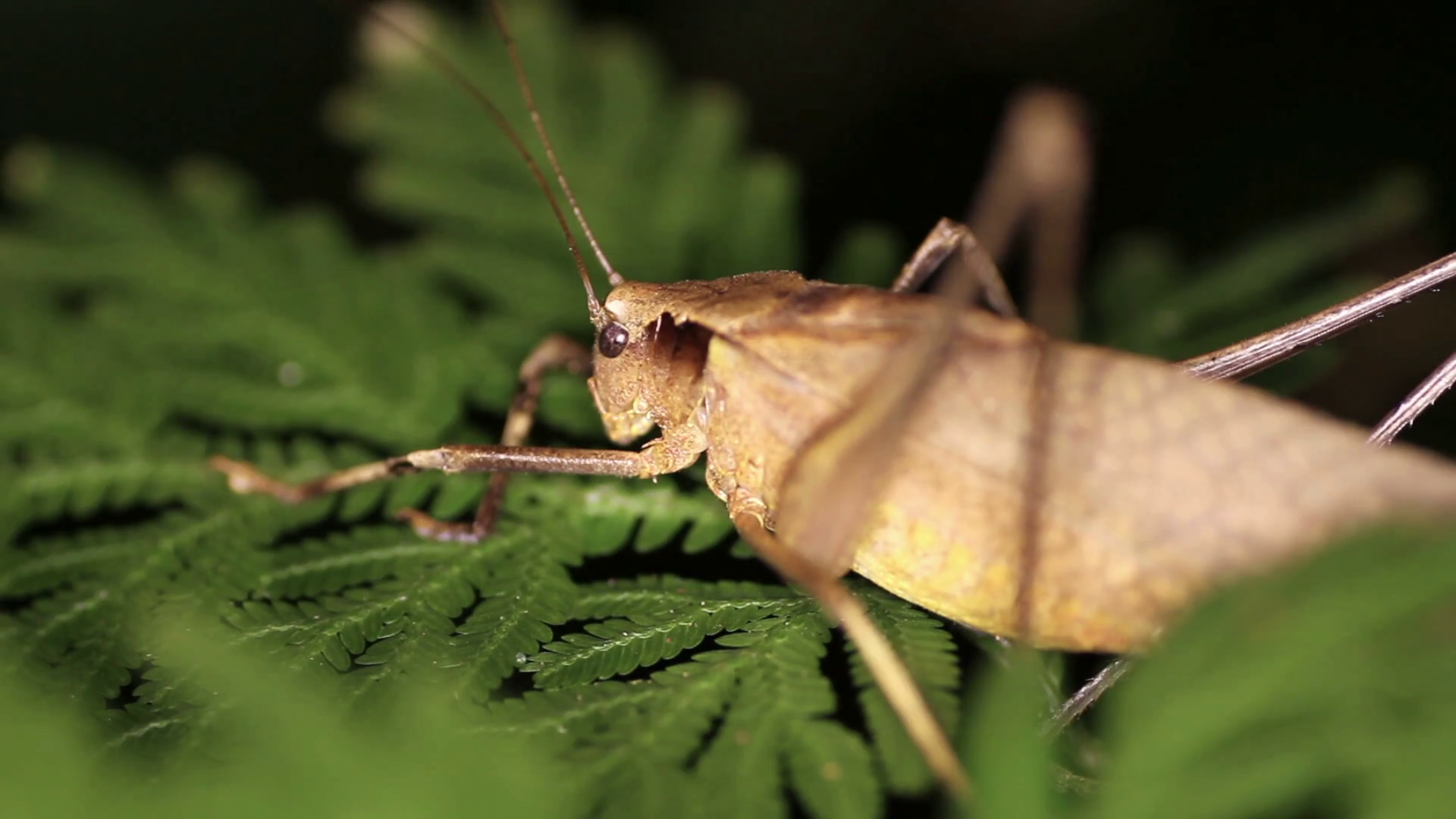 tropical brown grasshopper Mecopoda elongata night close-up Stock ...