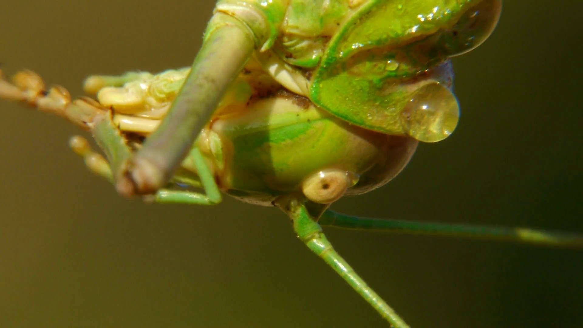 closeup of grasshopper with raindrops dew Stock Video Footage ...