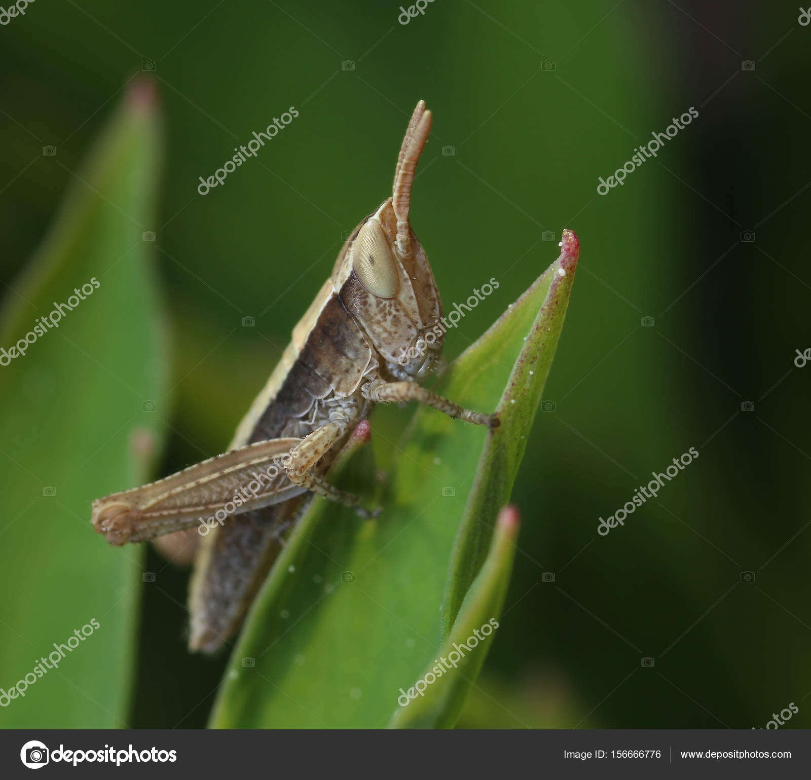 Small grasshopper nymph macro close-up — Stock Photo © anterovium ...