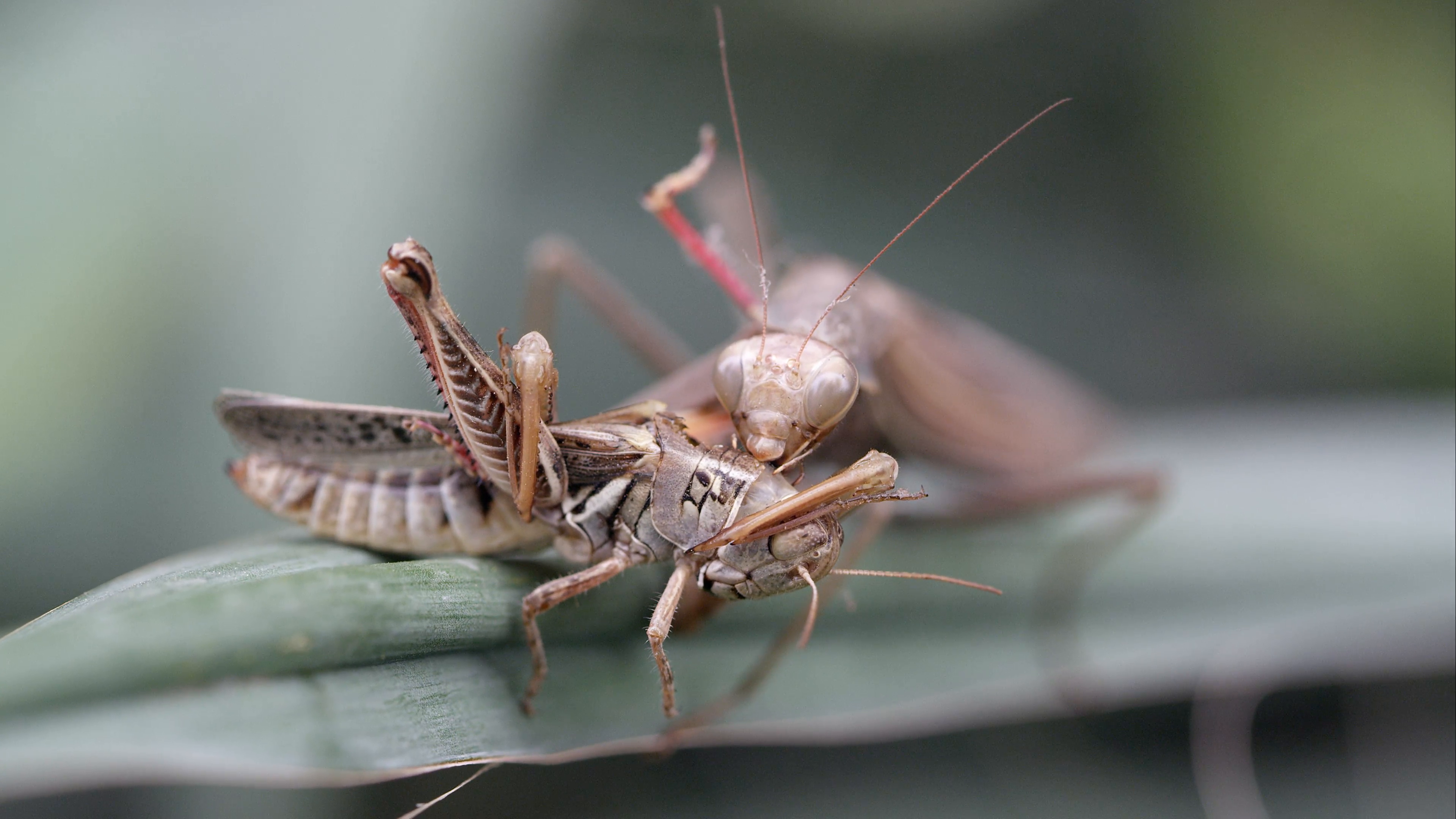 Praying mantis eating a grasshopper. Stock Video Footage - Videoblocks