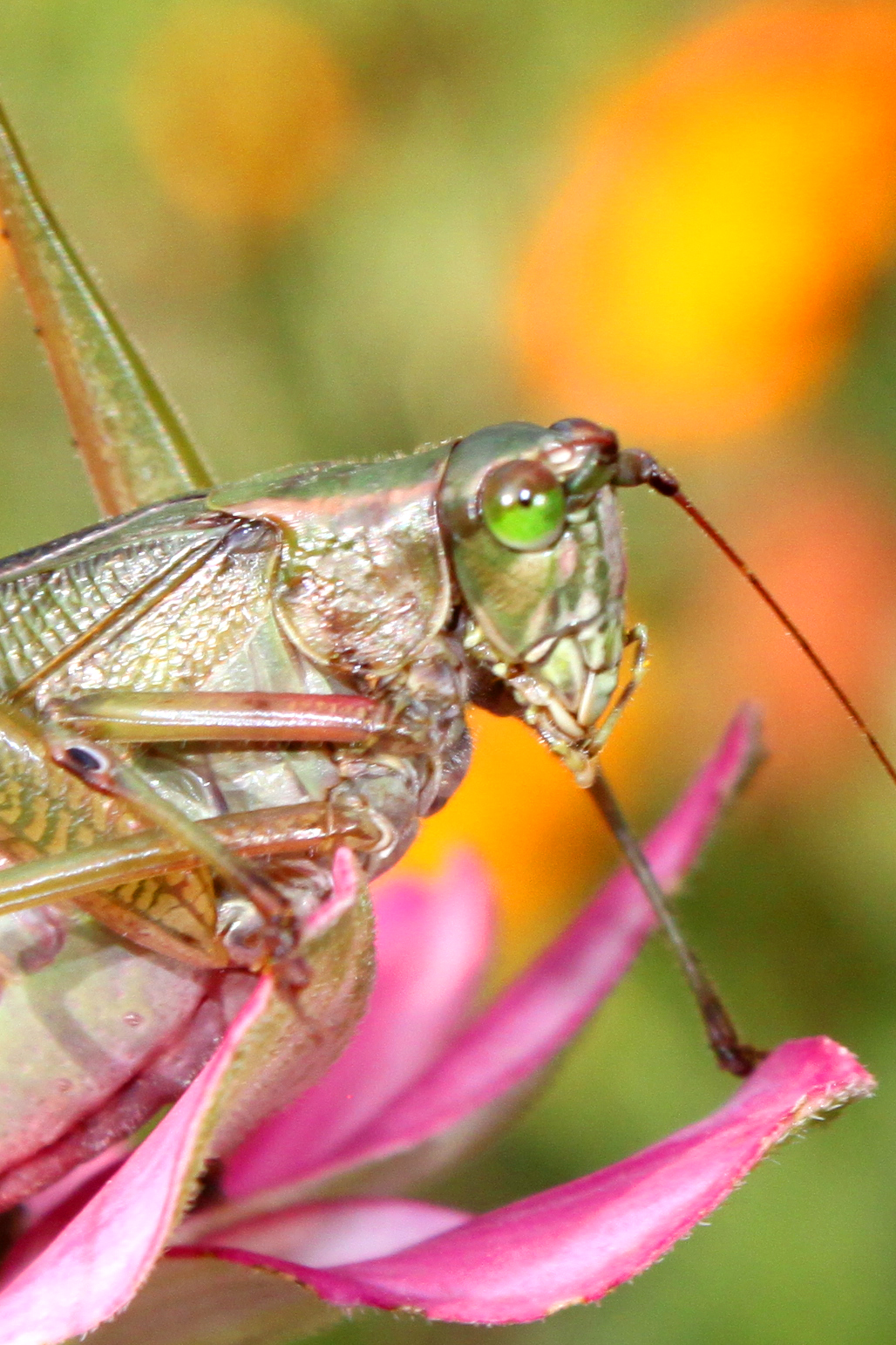Grasshopper on a flower photo