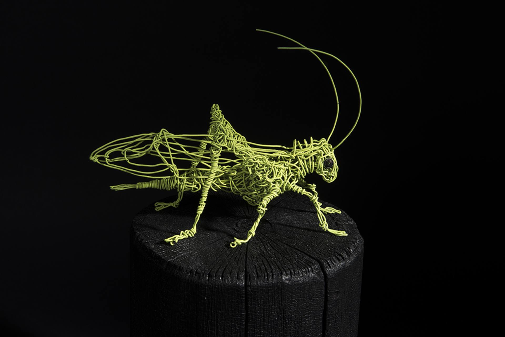 Grasshopper on wire photo