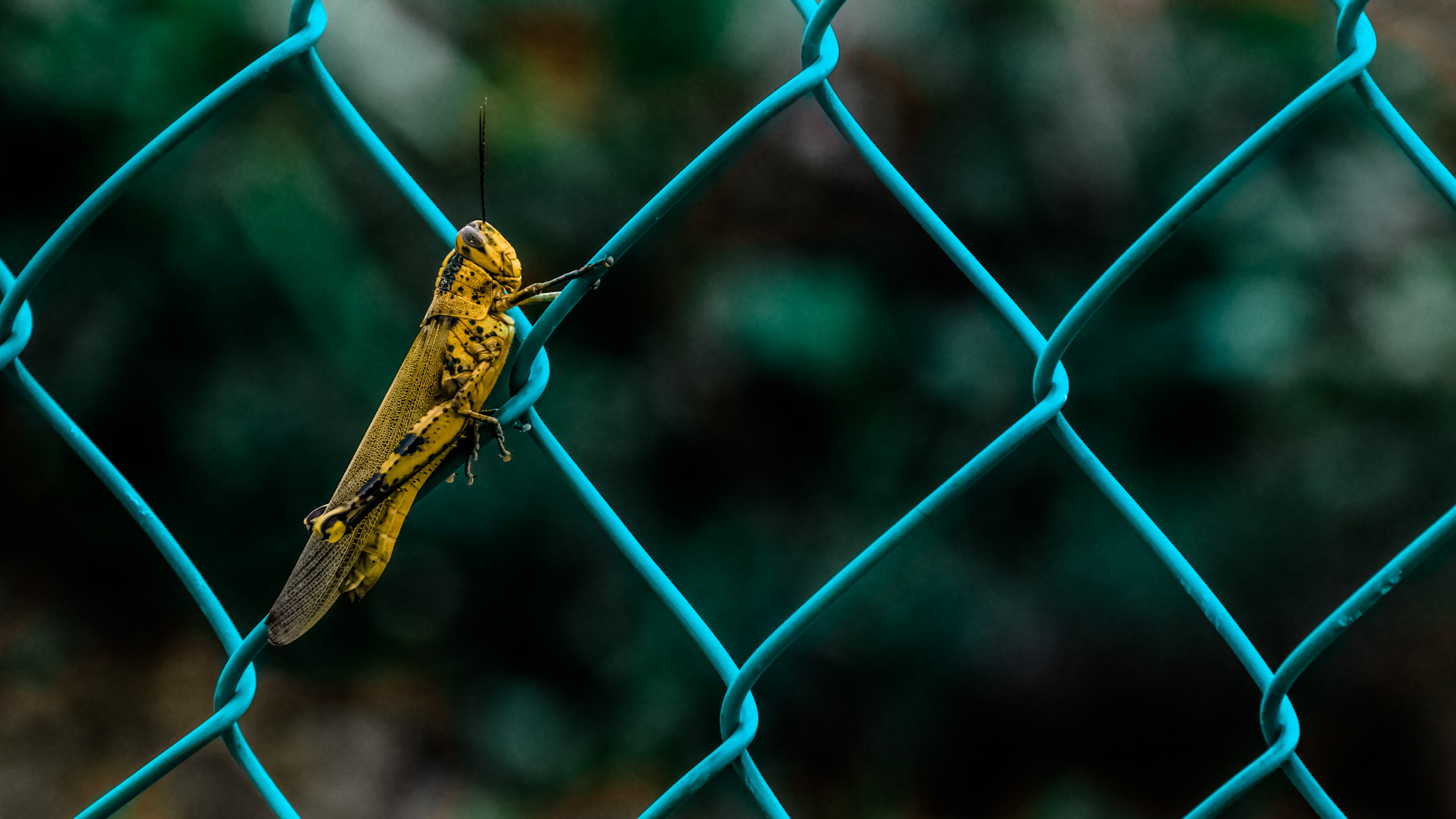 Yellow and Black Grasshopper on Teal Cyclone Wire Fence during ...