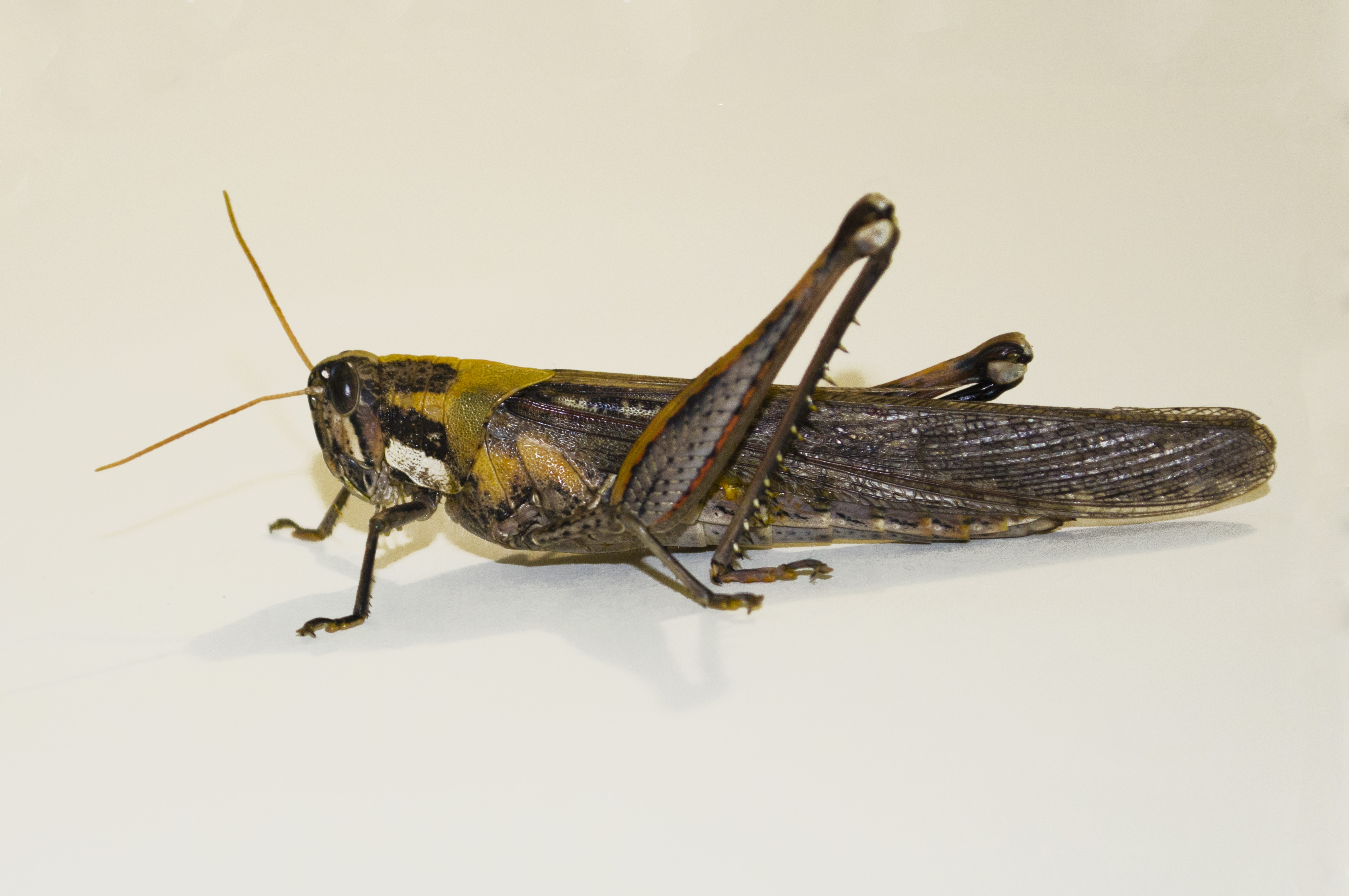 Grasshopper photo