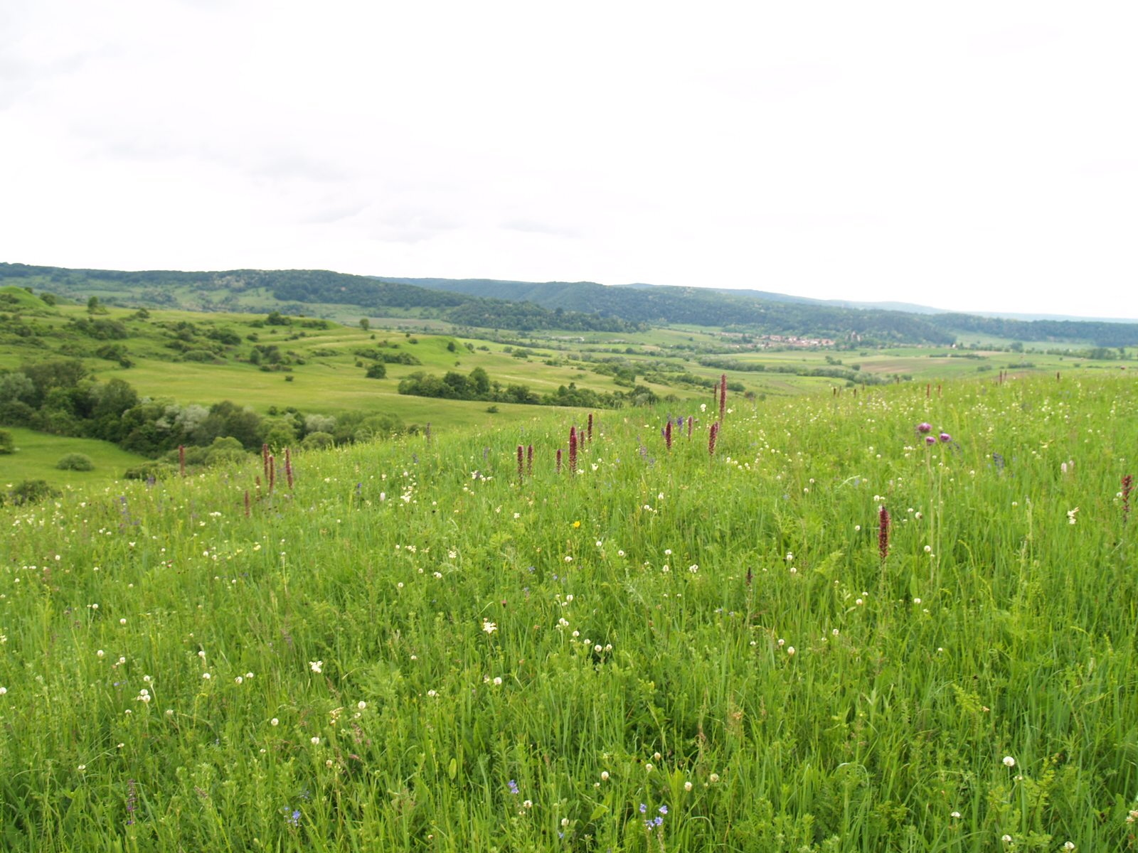 Conserving the grasslands of Transylvania | Biodiversity Science