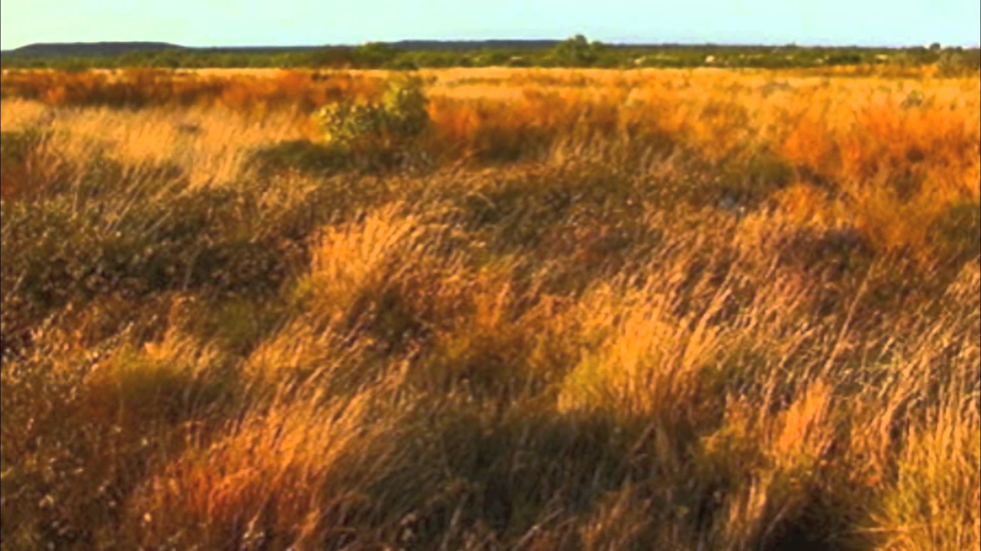 Grasslands in Australia and Africa - YouTube