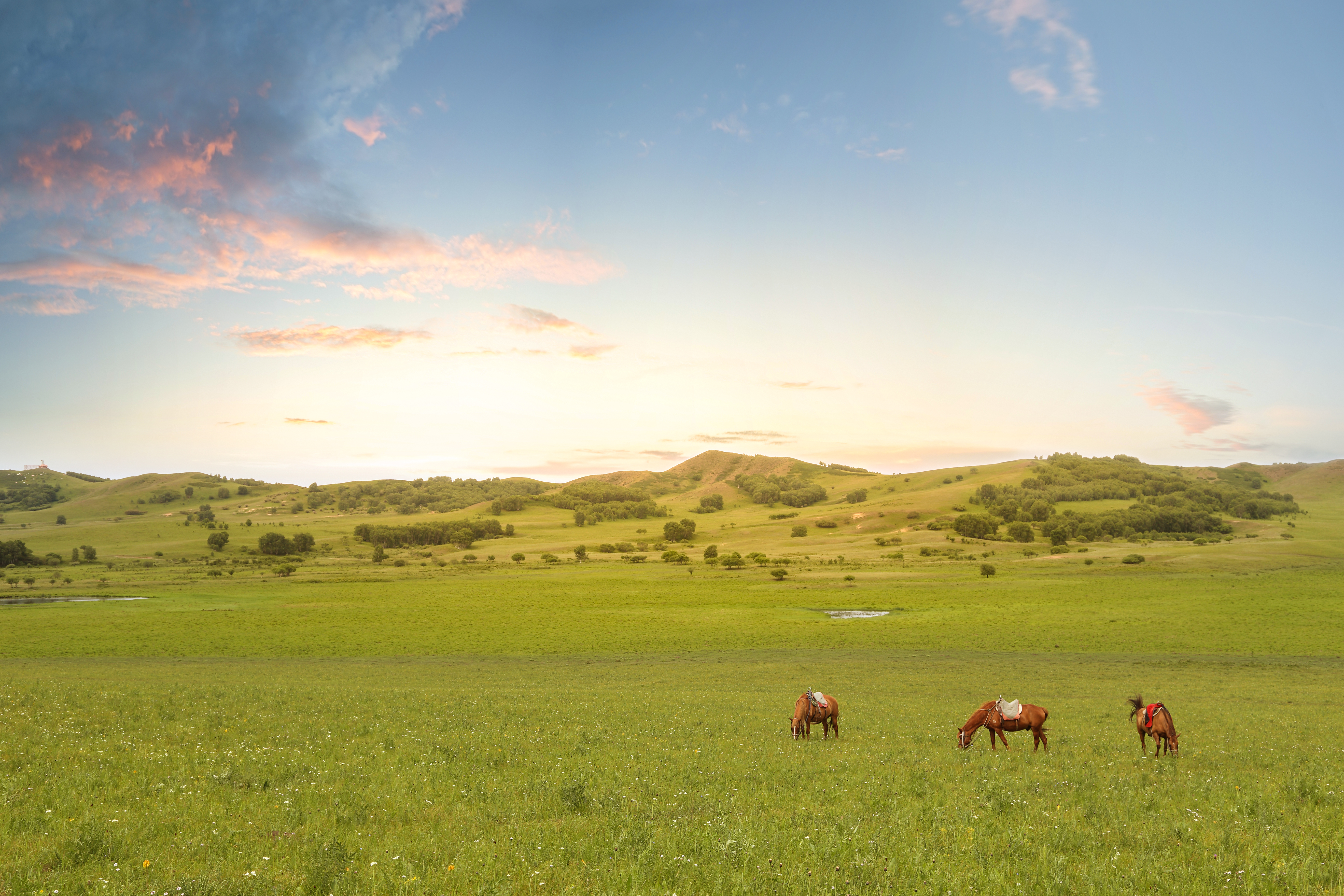 Interesting Facts About the Temperate Grassland | USA Today
