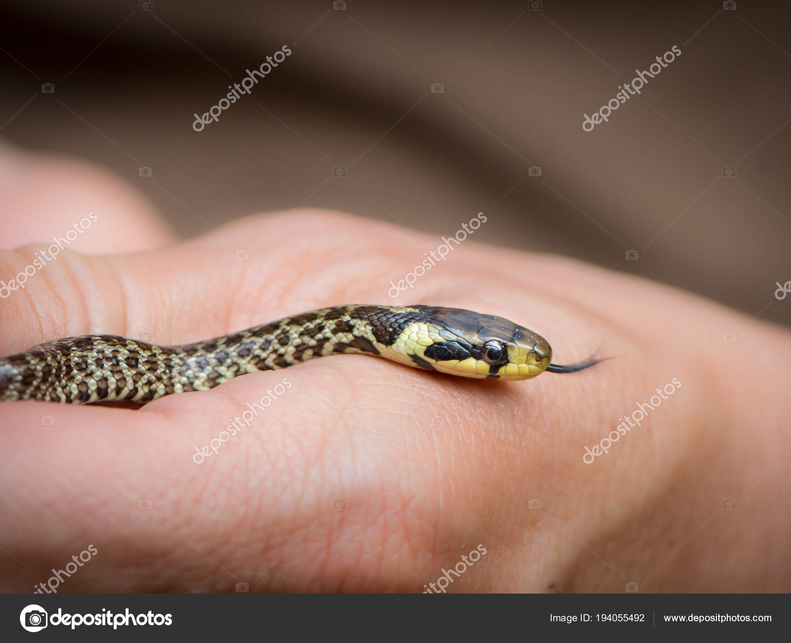 Very young grass snake in the hand of a girl — Stock Photo ...